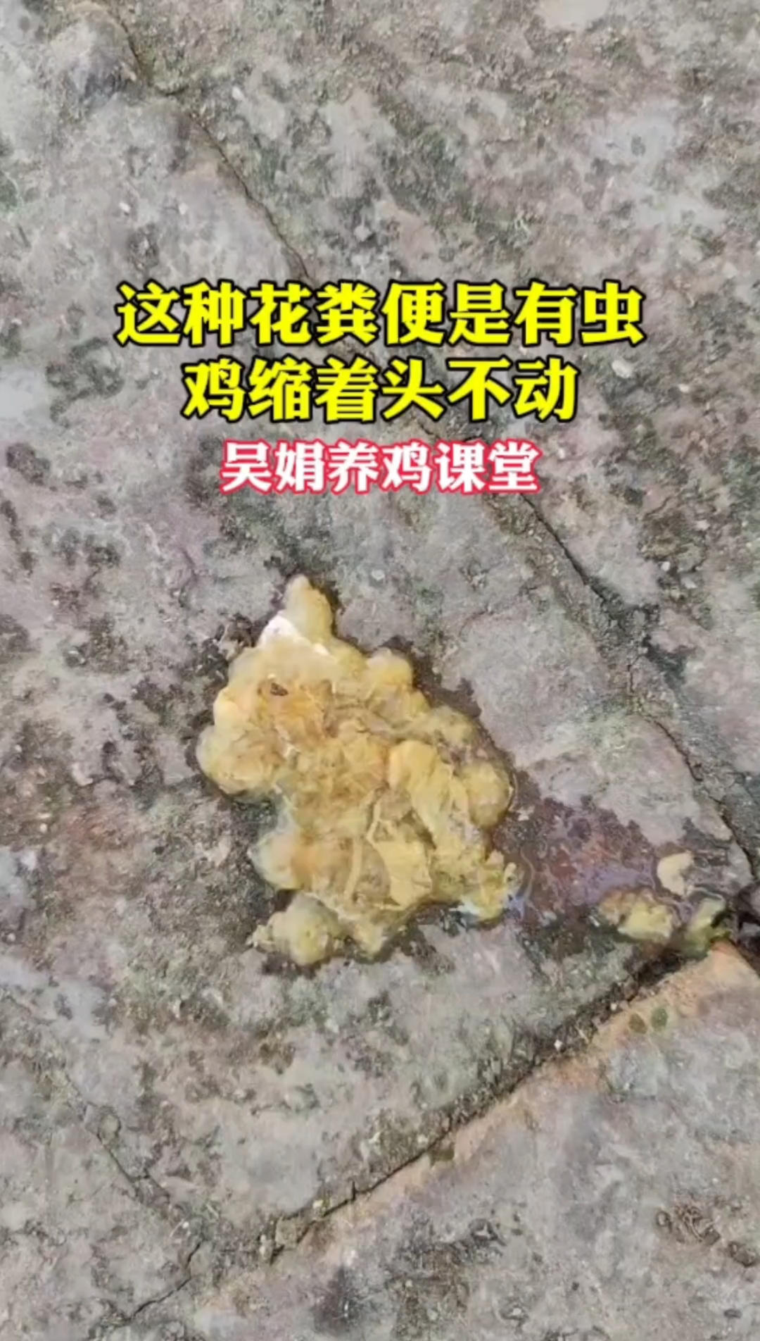 鸡拉花花绿绿的粪便,缩着头站着不动.这是有虫了