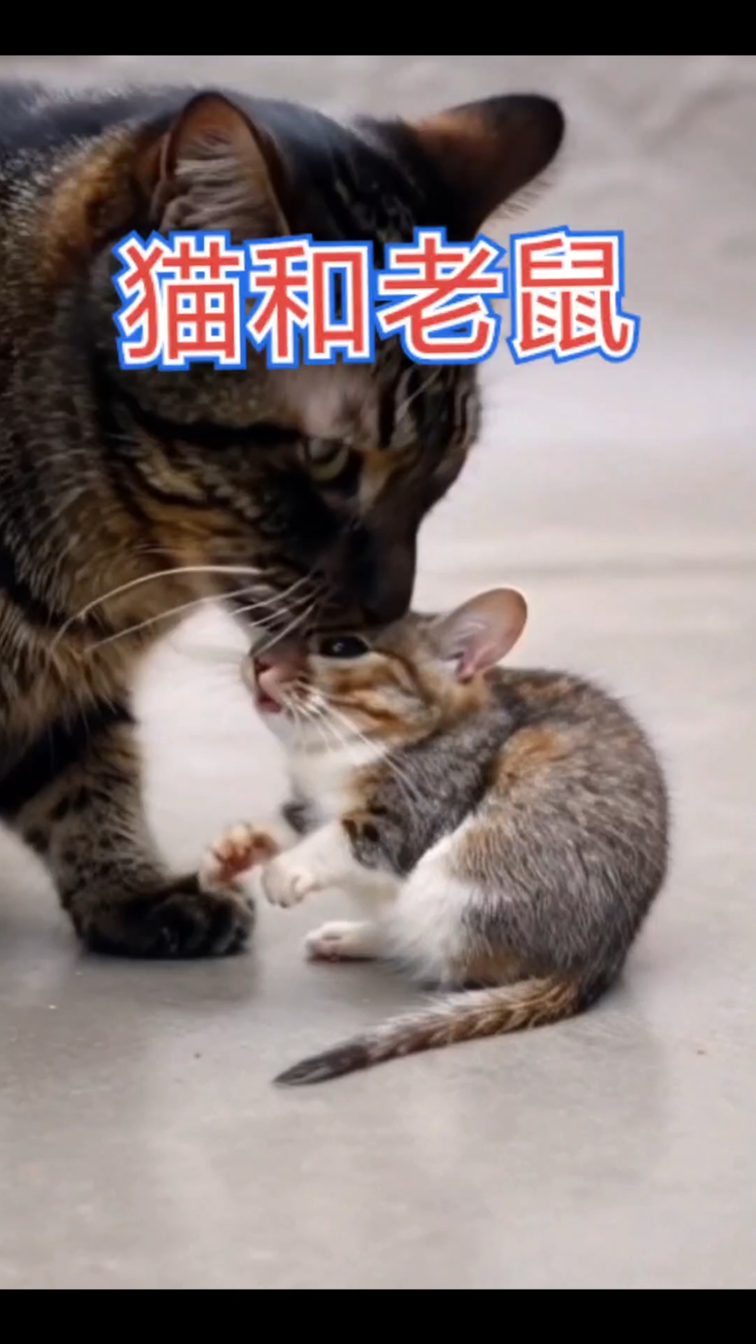 现在猫为什么不抓老鼠