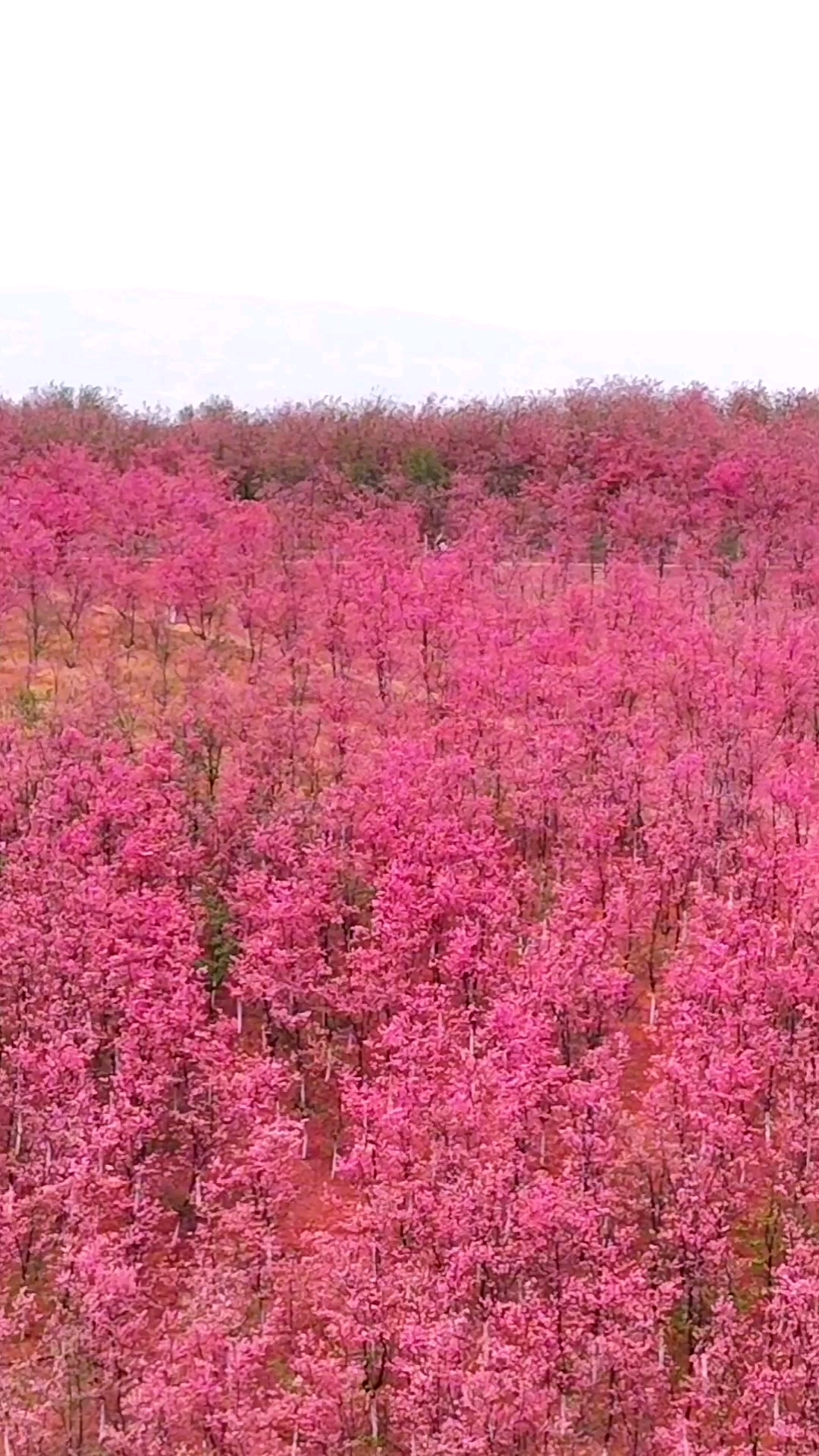 昆明宜良山后樱花谷图片