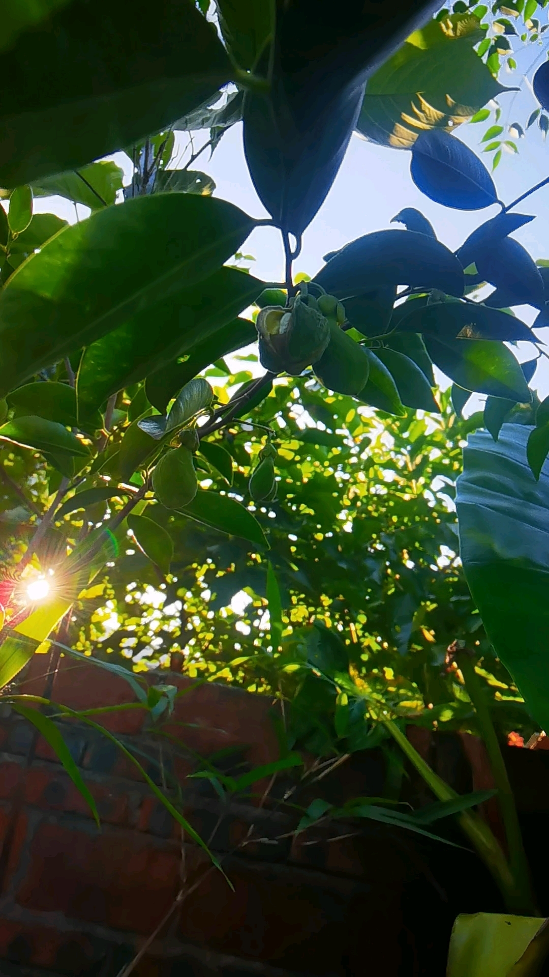 院前的奇楠沉香树挂满果实