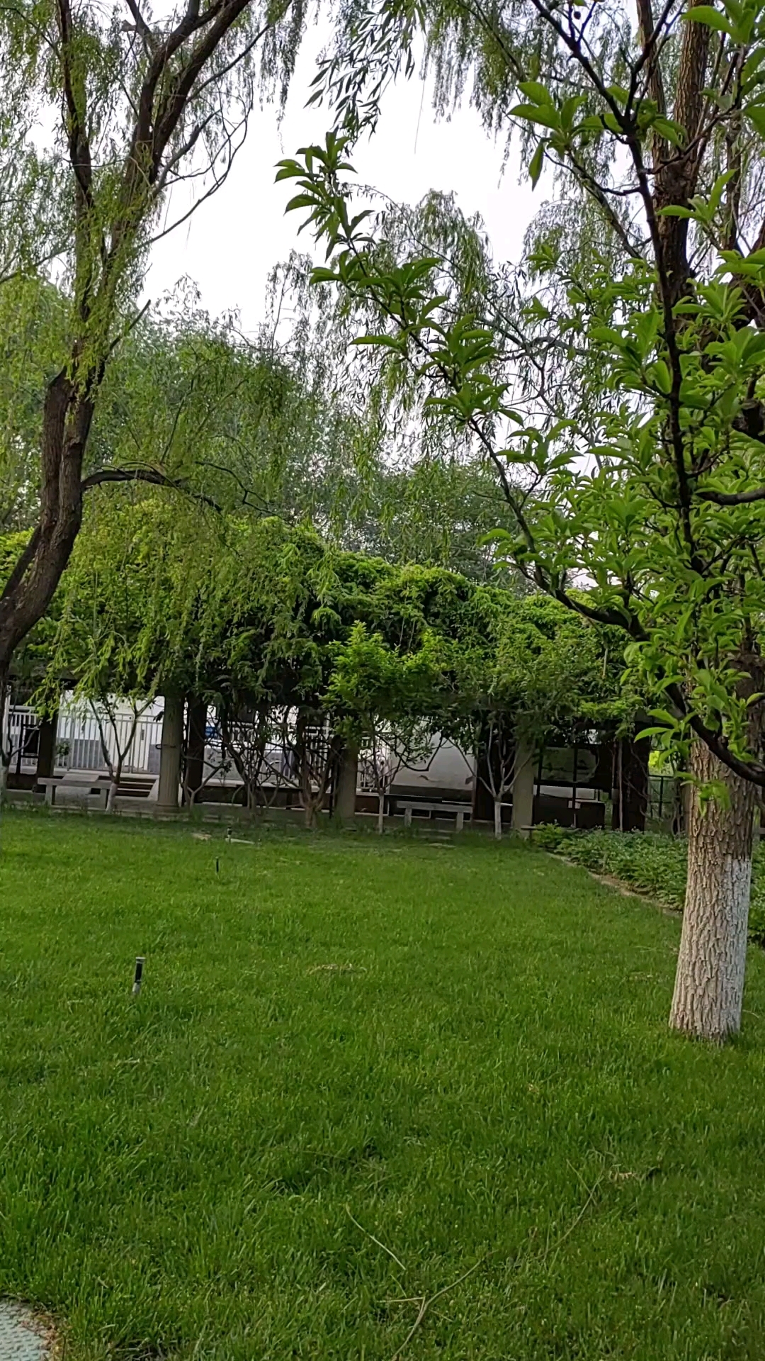 碧海公园好多李子树