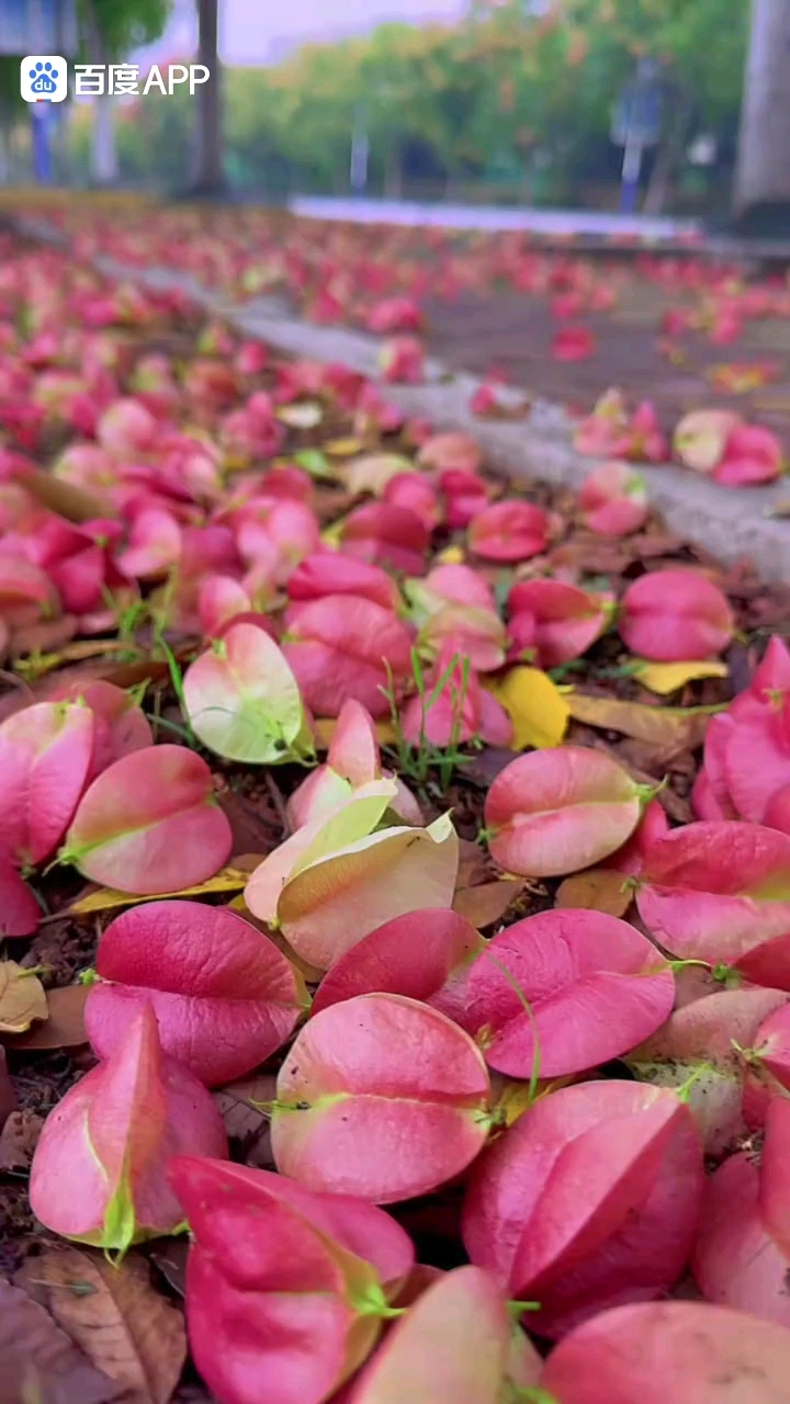 繁花落地,渐知秋意浓.小灯笼,小黄花,来自栾树,又名灯笼树.