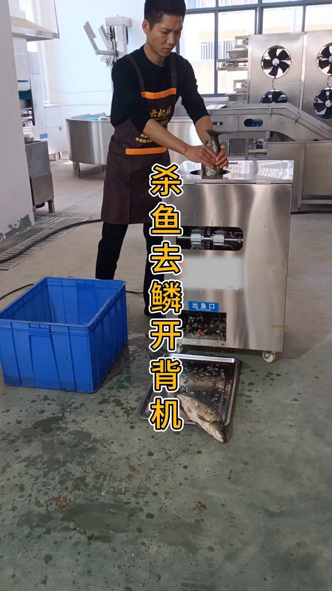 杀鱼机开背去鳞一体机,可杀2至8斤多种鱼类,去鳞干净不破鱼胆