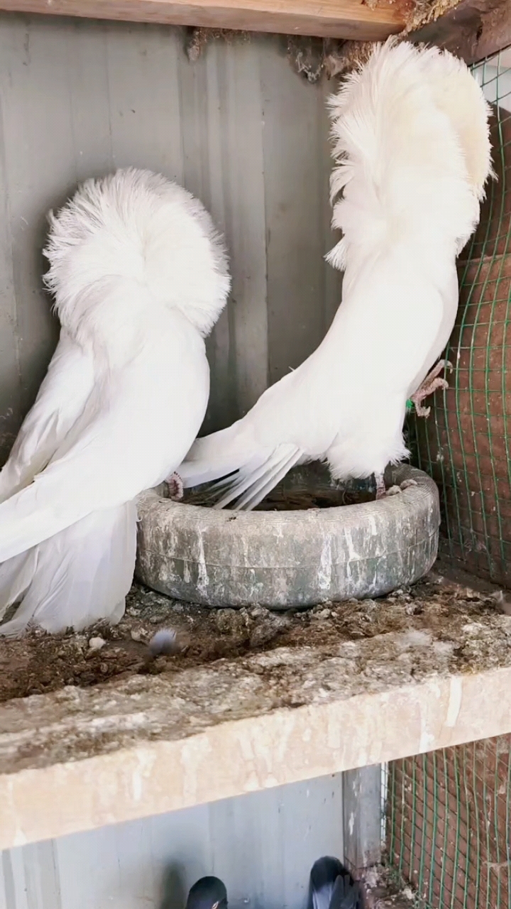 精品毛领观赏鸽