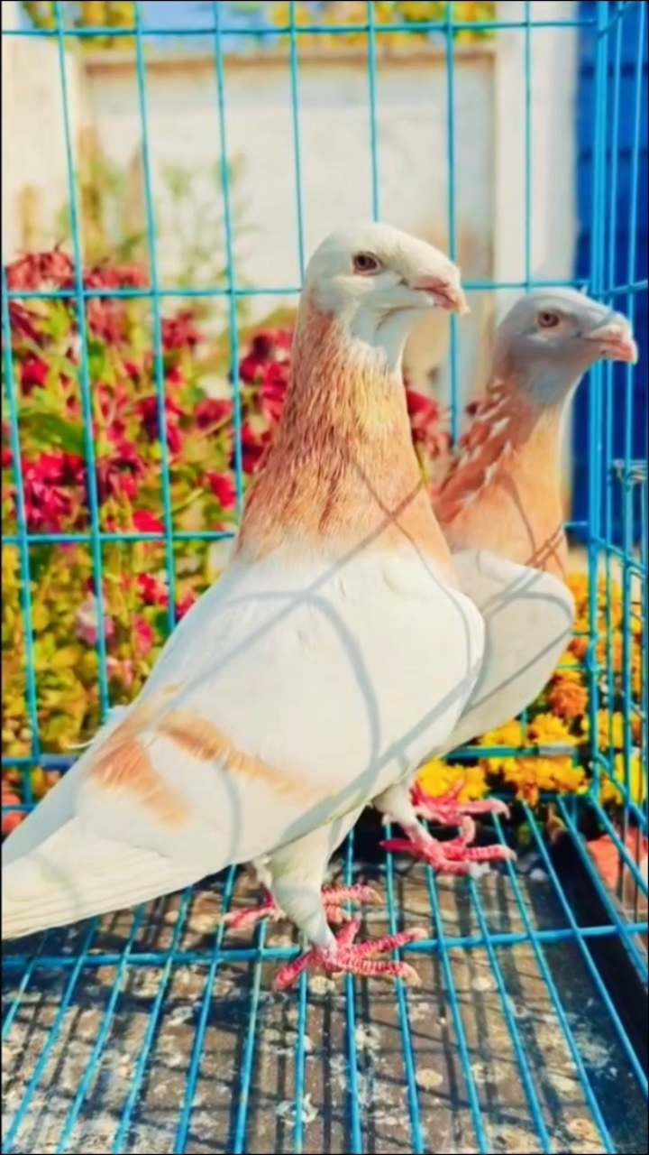 黄杠蛇头鸽子 #观赏鸽