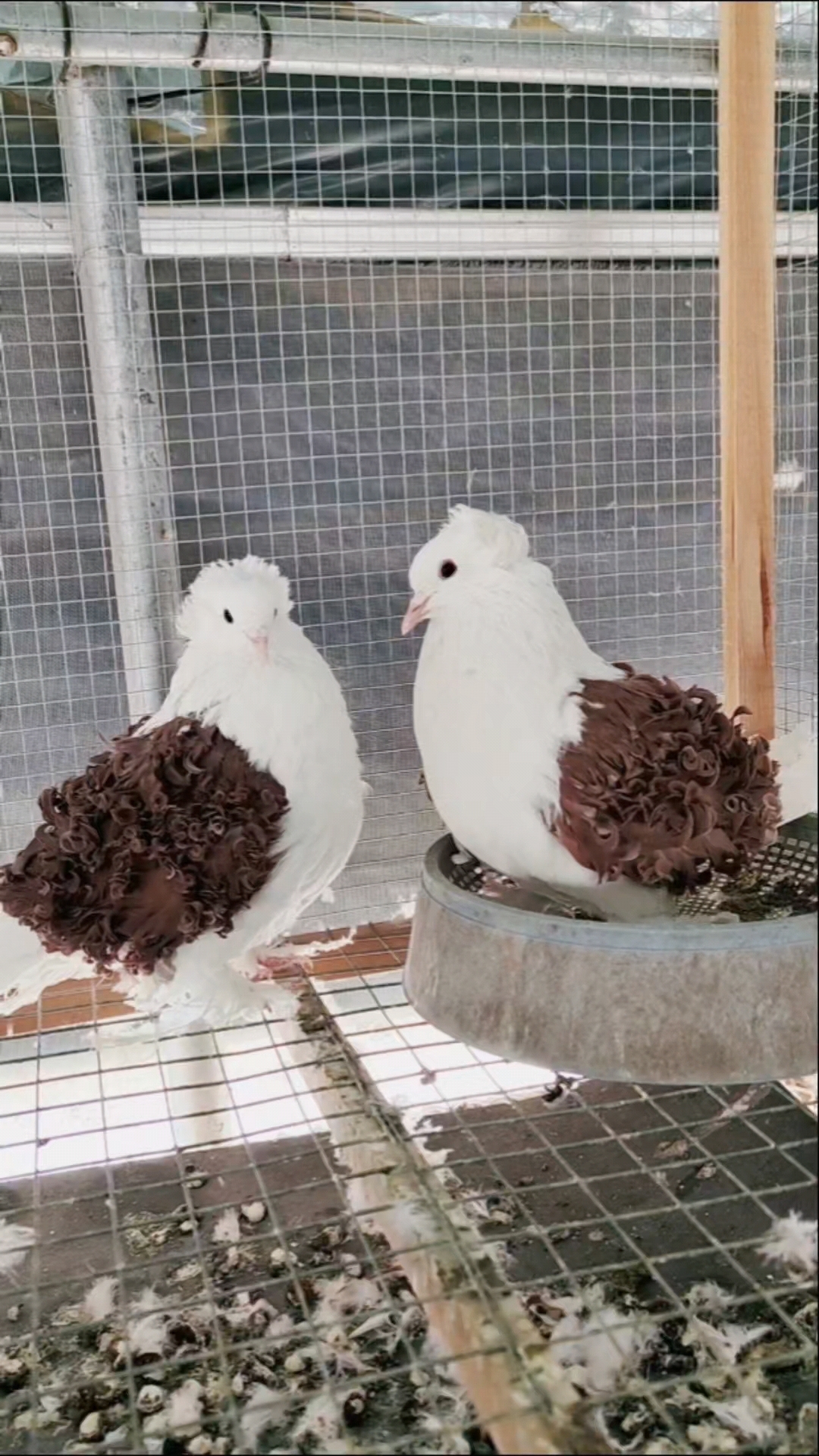 紫马甲芙蓉观赏鸽