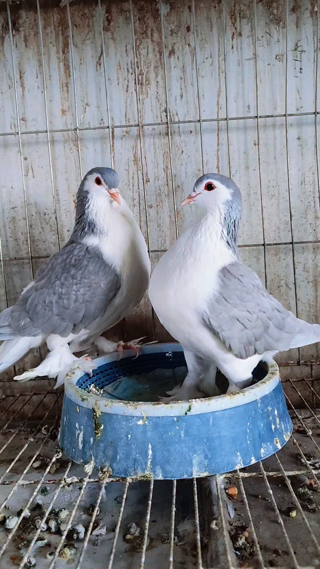 蓝色拉合尔观赏鸽