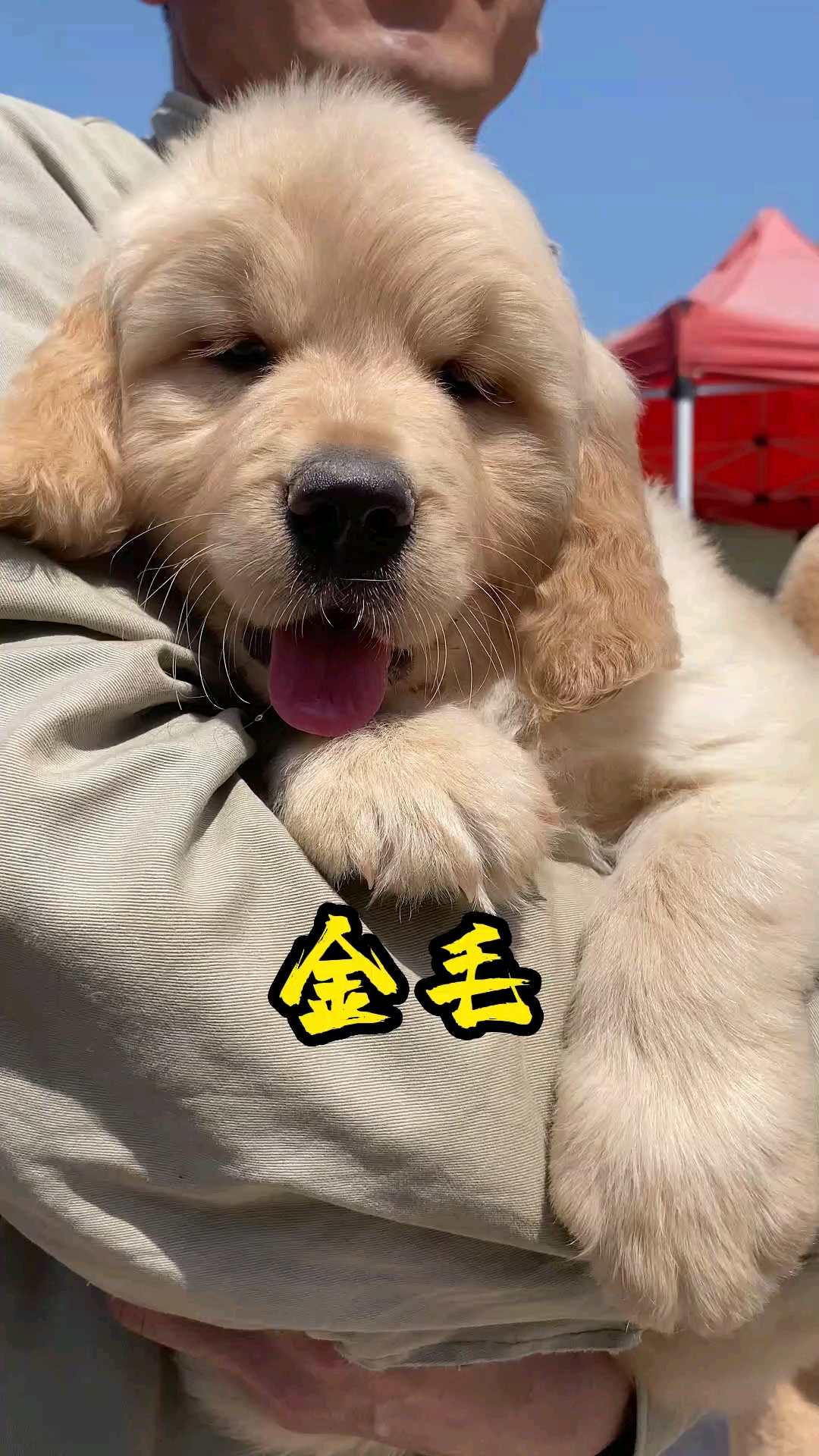 帮粉丝挑一条双血统金毛