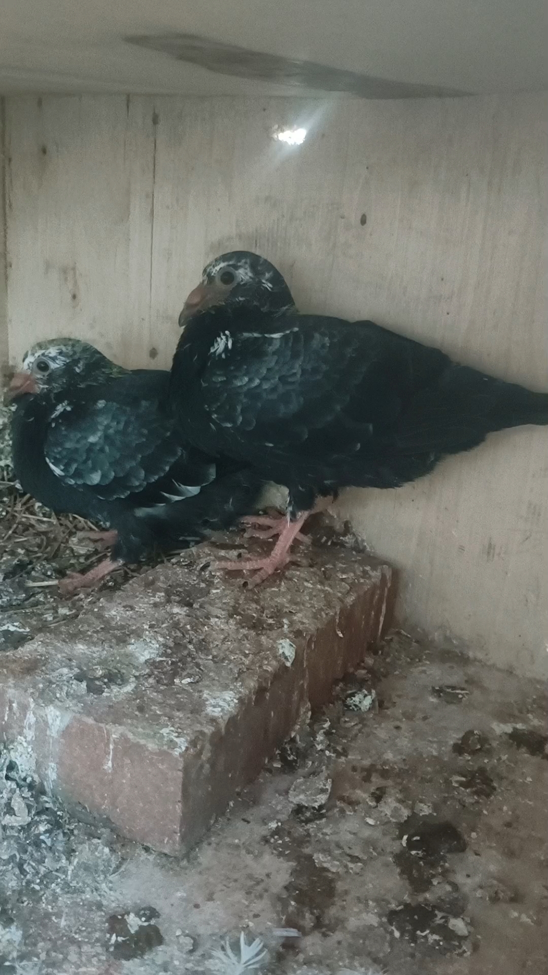 皮特兰崽子一对