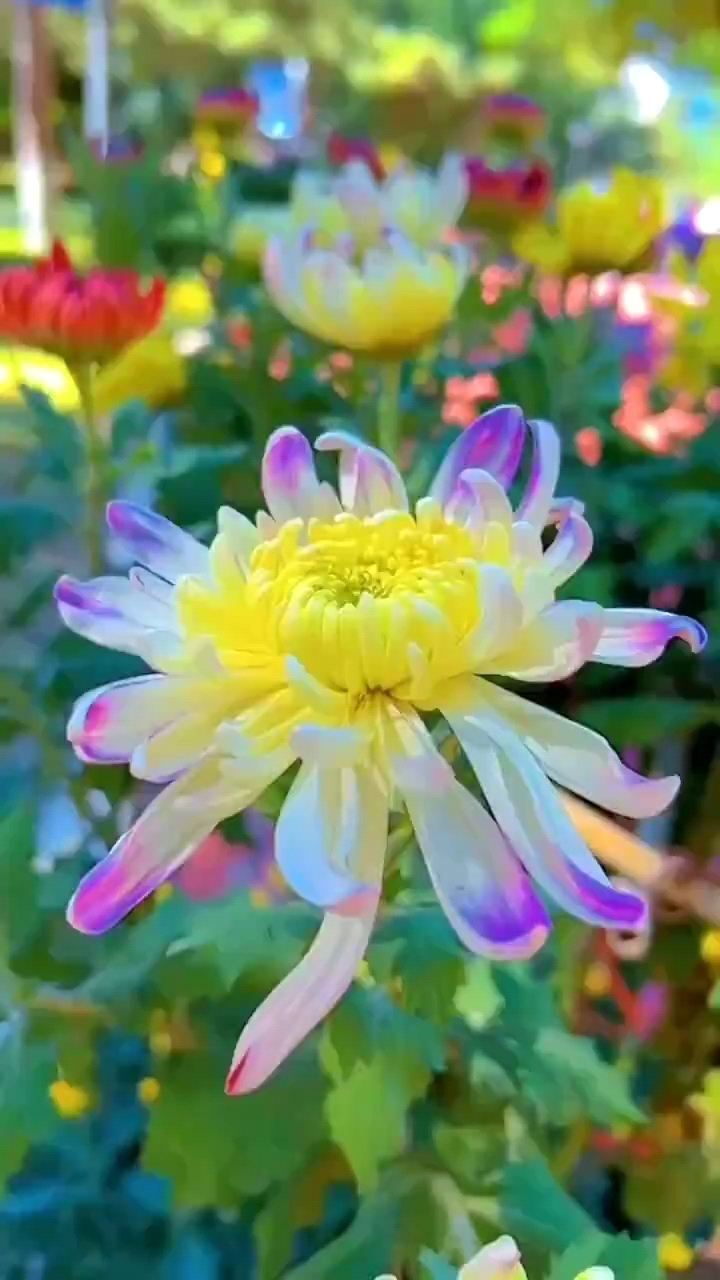 黄金时节菊花爆满山