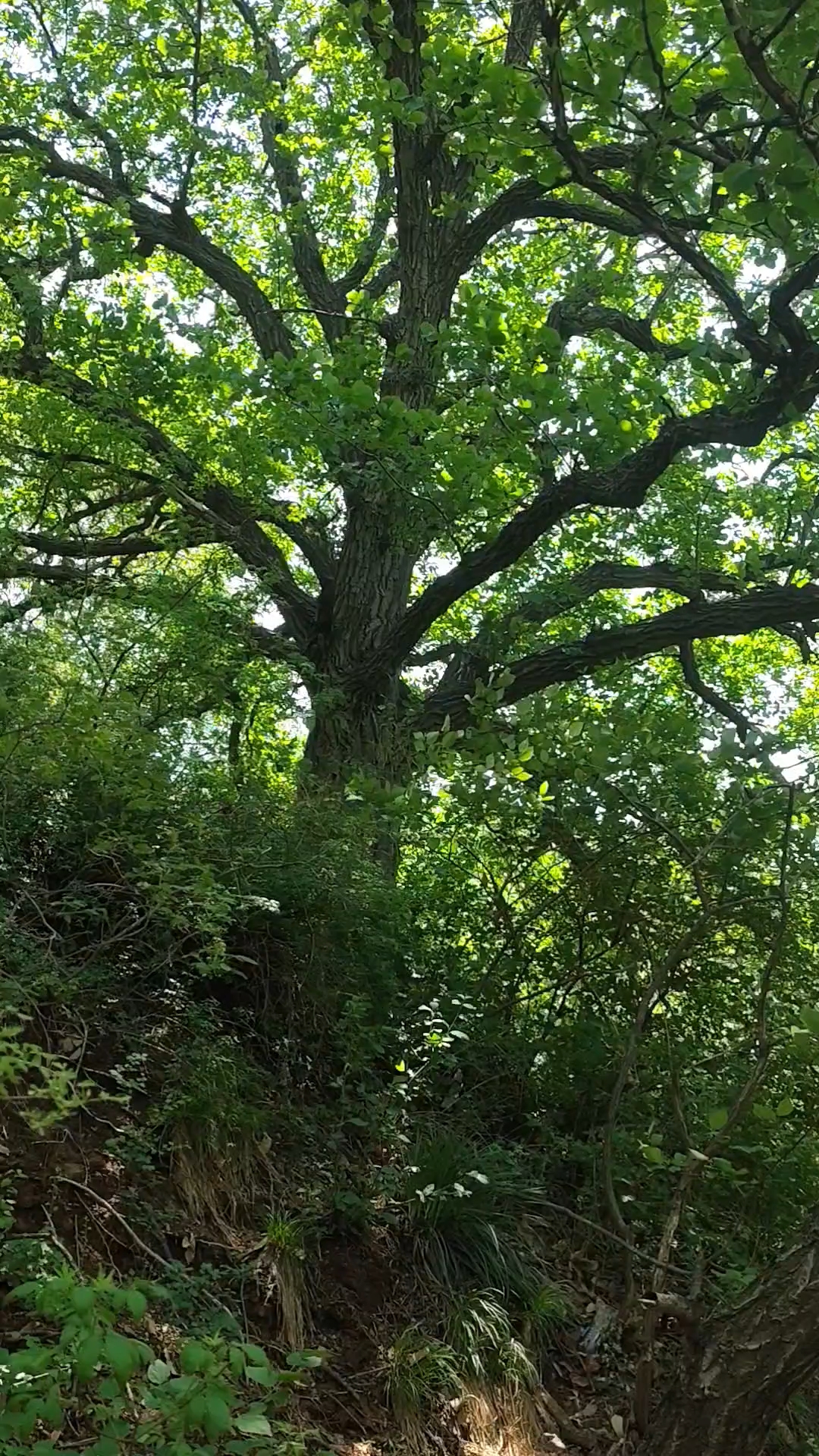 野橡树橡子凉粉传承地,千年食材,百年古树,多代相传的记忆