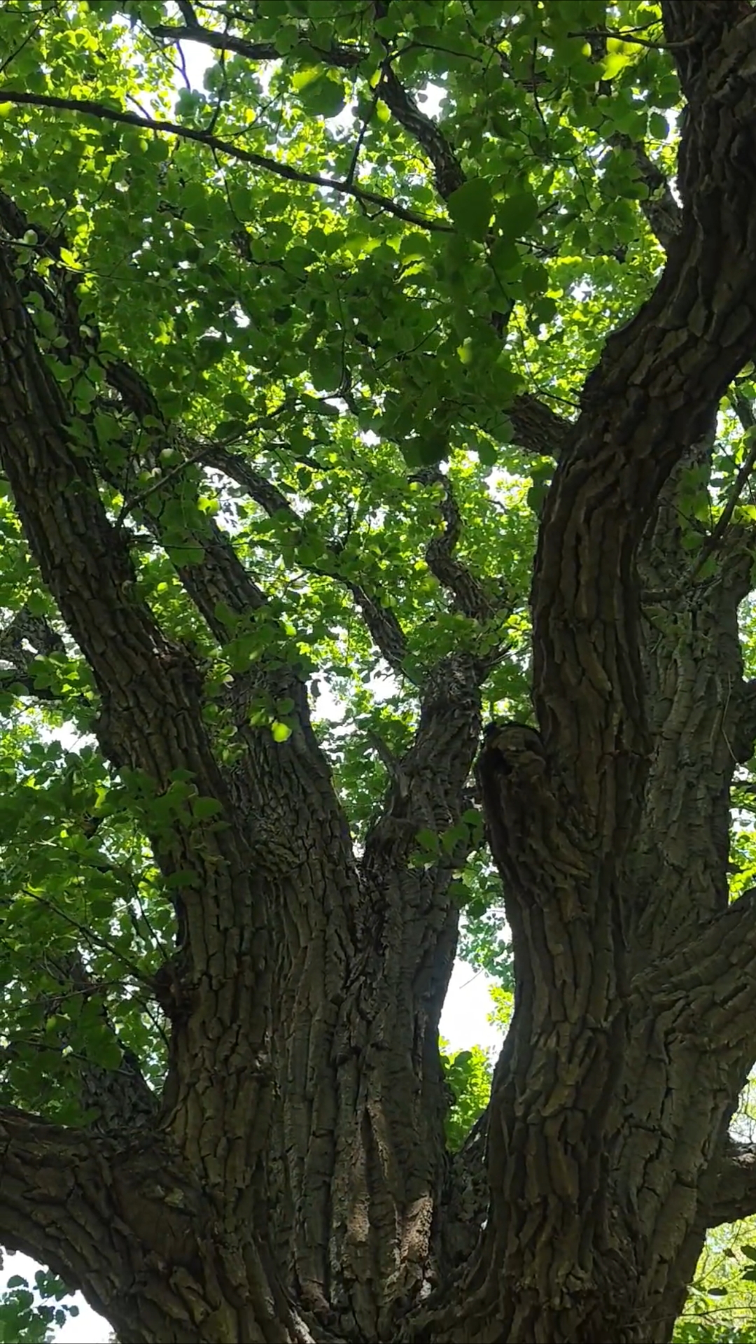 野橡树橡子凉粉,千年食材,百年古树下代代相传的技艺