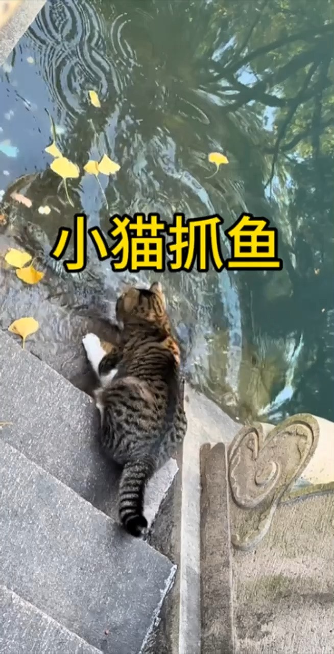 小猫海底抓鱼图片