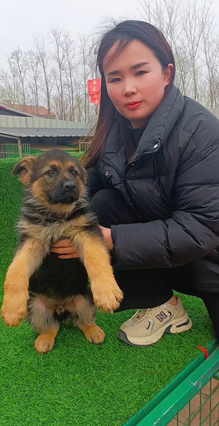 纯种德国牧羊犬的特点