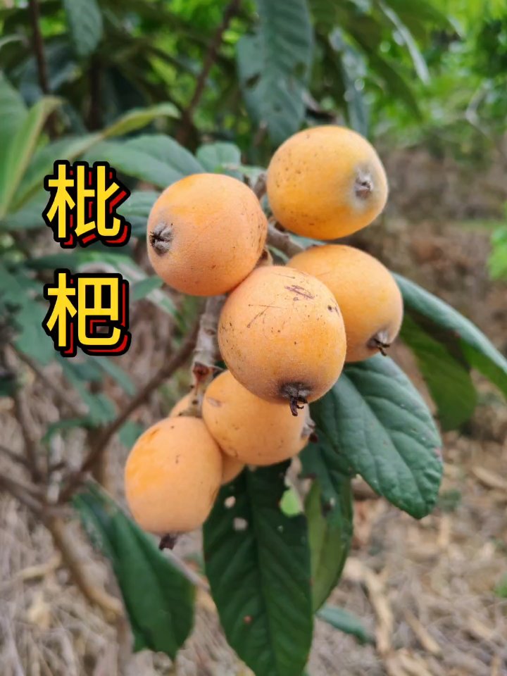 枇杷果