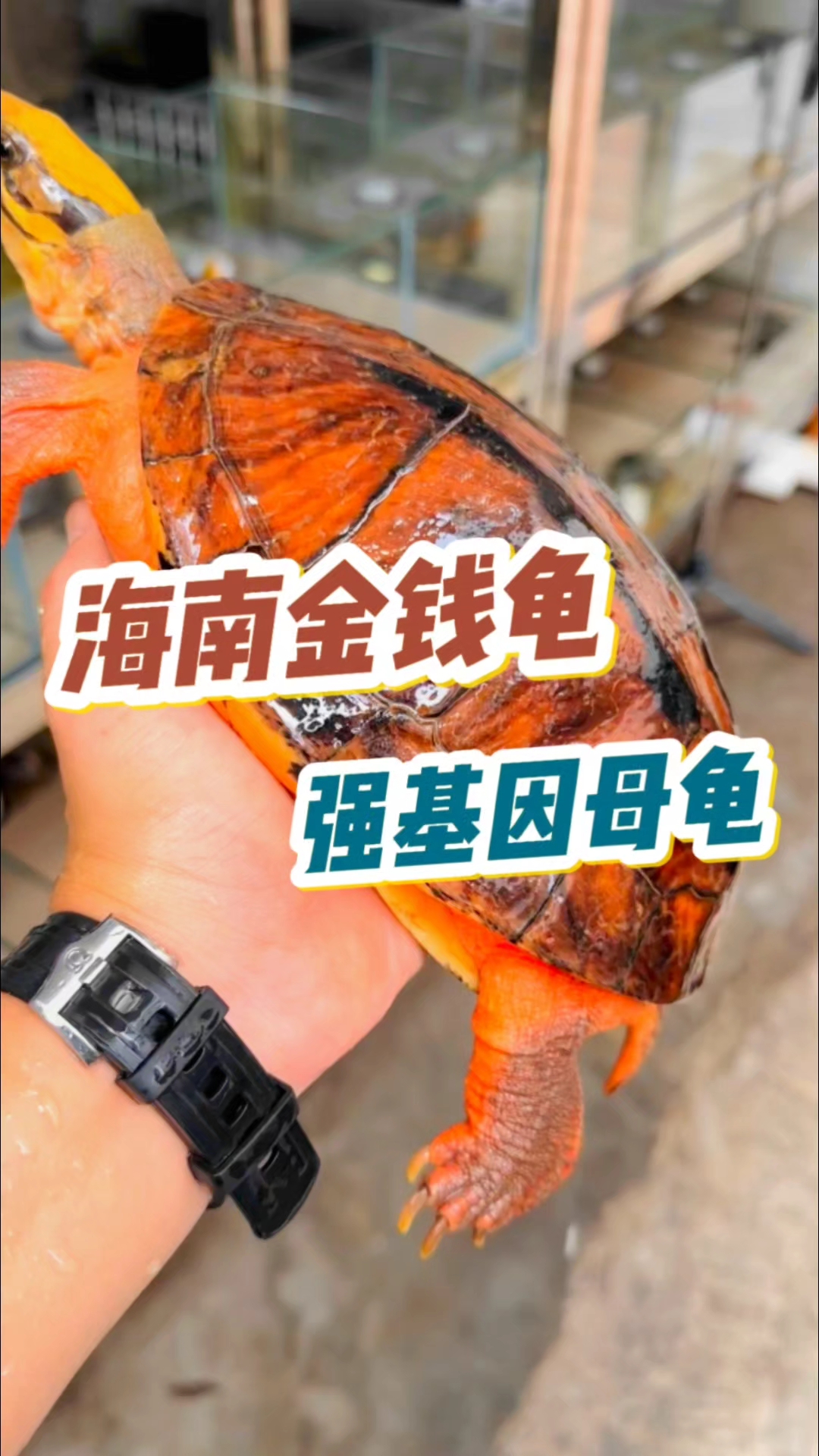 2.8斤海南金钱龟,体格健壮,原始基因强,育种好龟