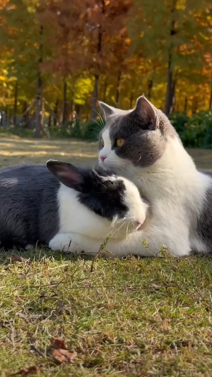 猫与兔子的爱情图片