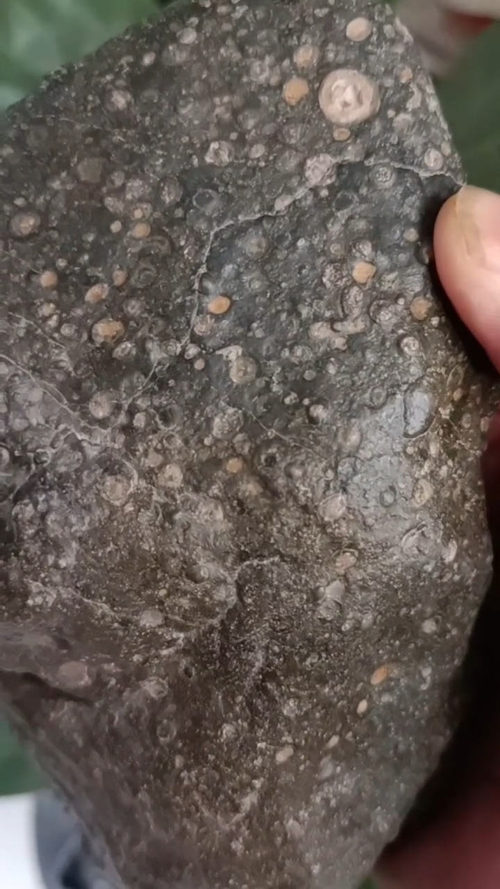 大汶河陨石陨落区cv3碳质球粒陨石