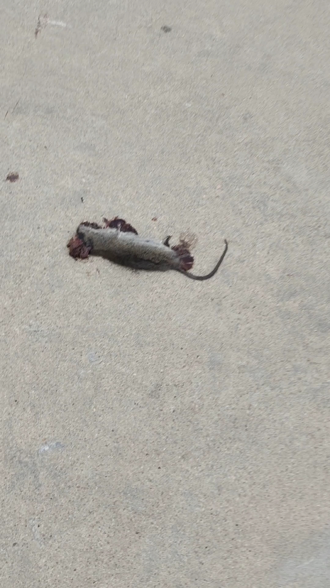 小老鼠惨遭碾压,谁干的?故意的还是无意的,没人关心呀