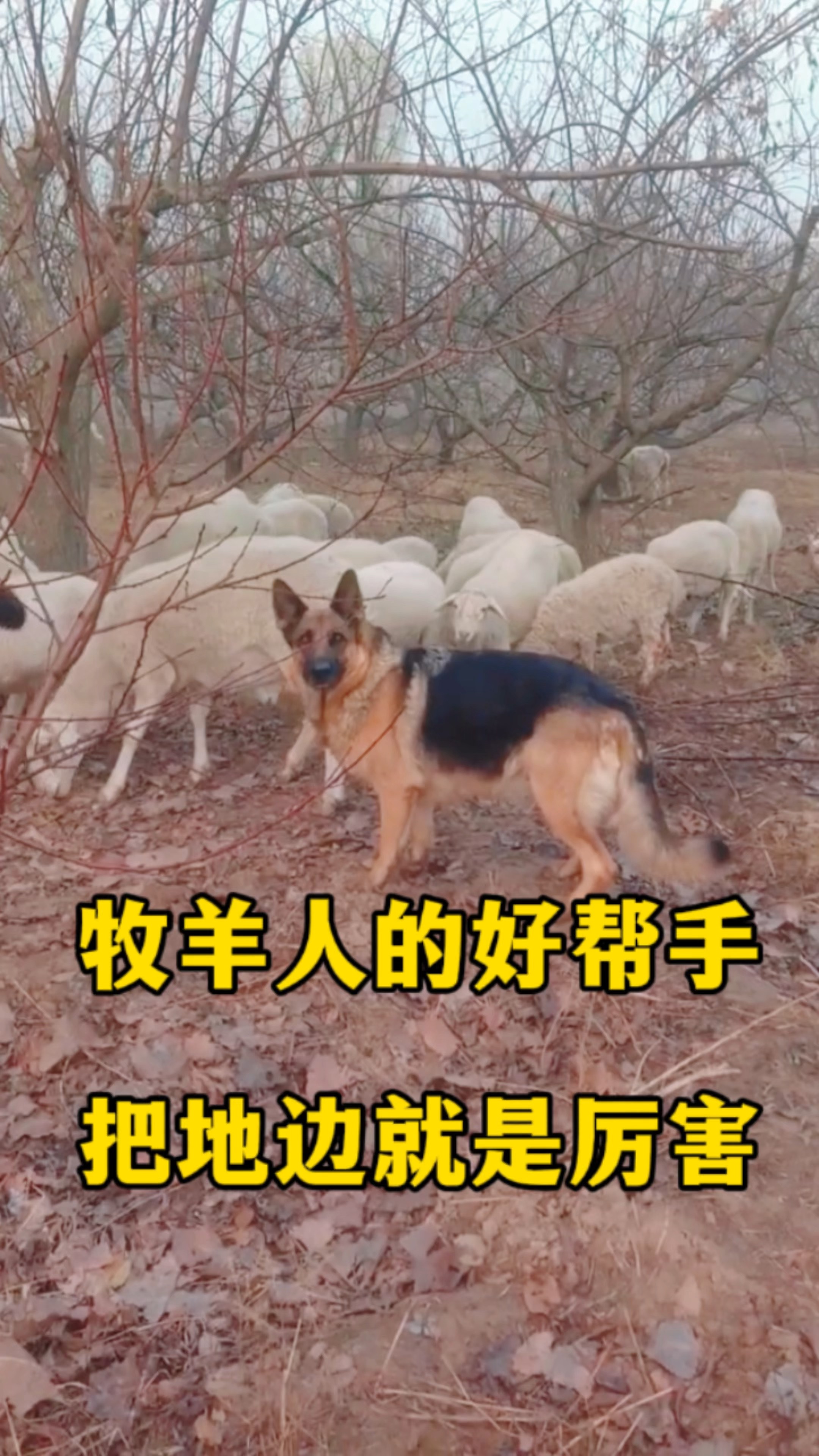 山区追踪野兔最好的犬图片