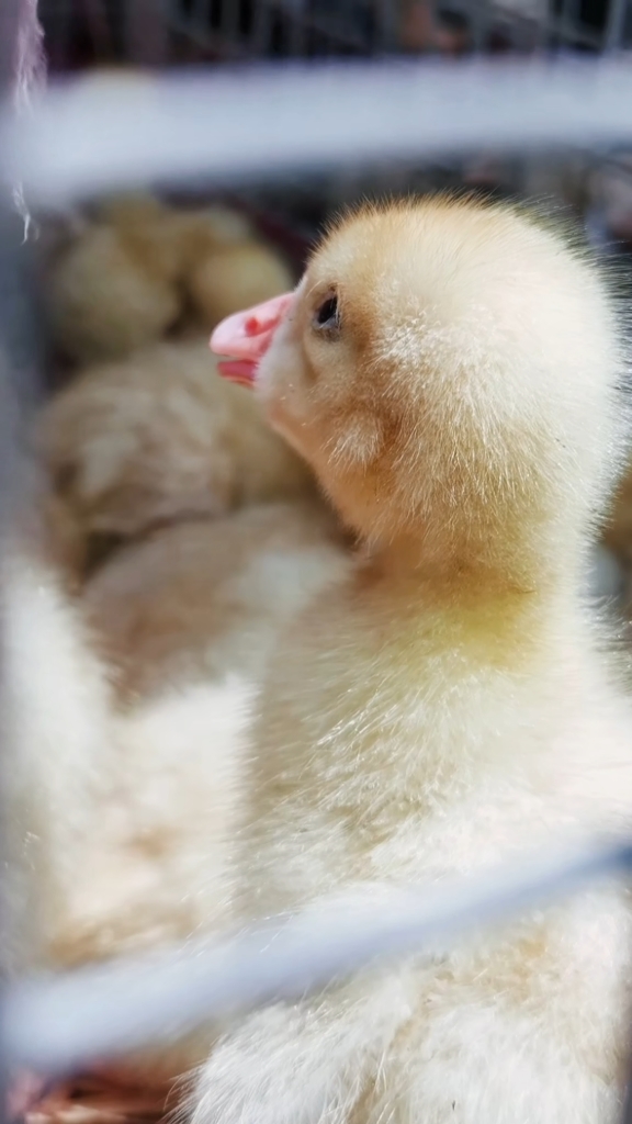 农村大集上的大鹅,可爱吧?-度小视