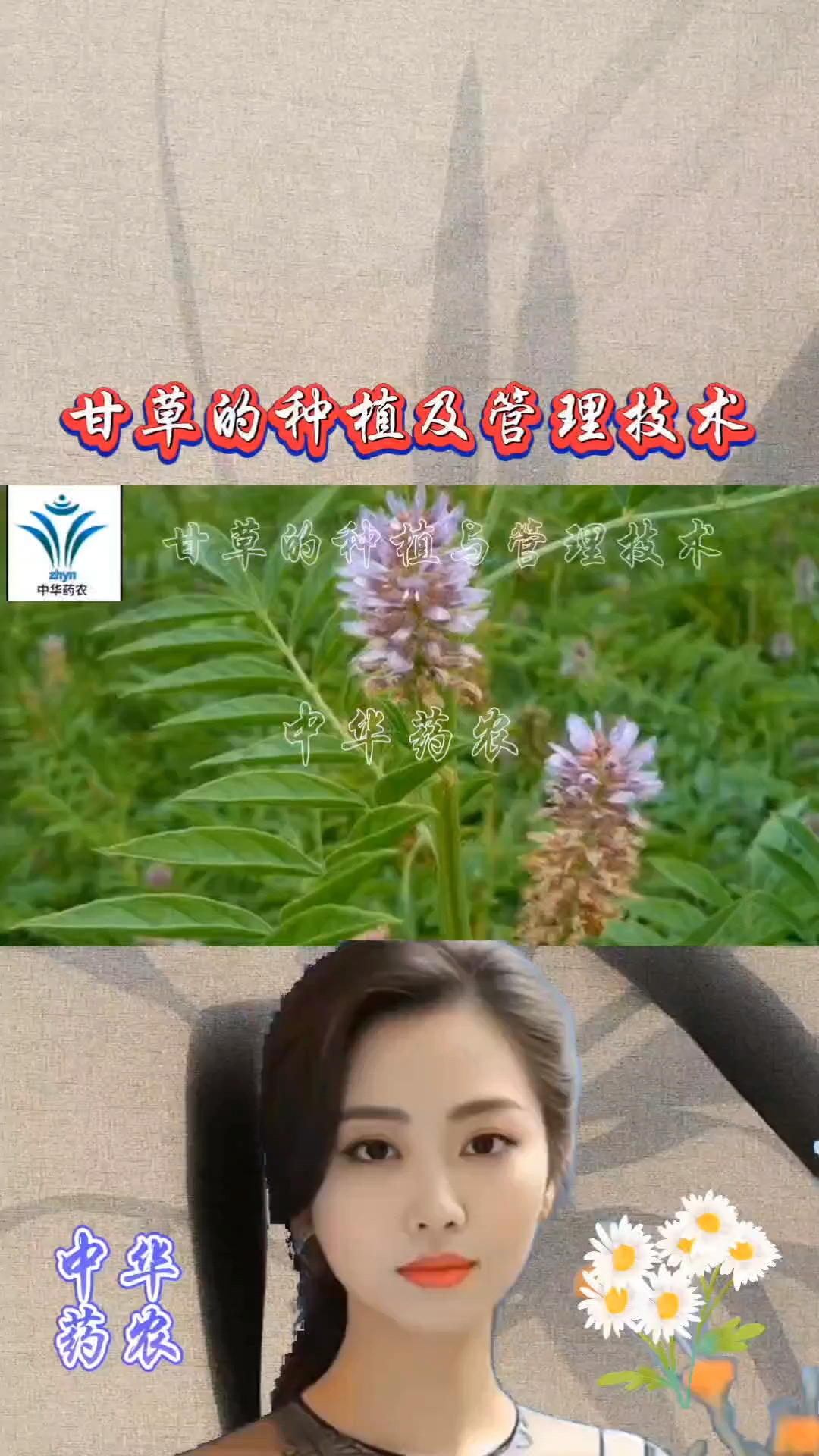 甘草的种植与管理技术