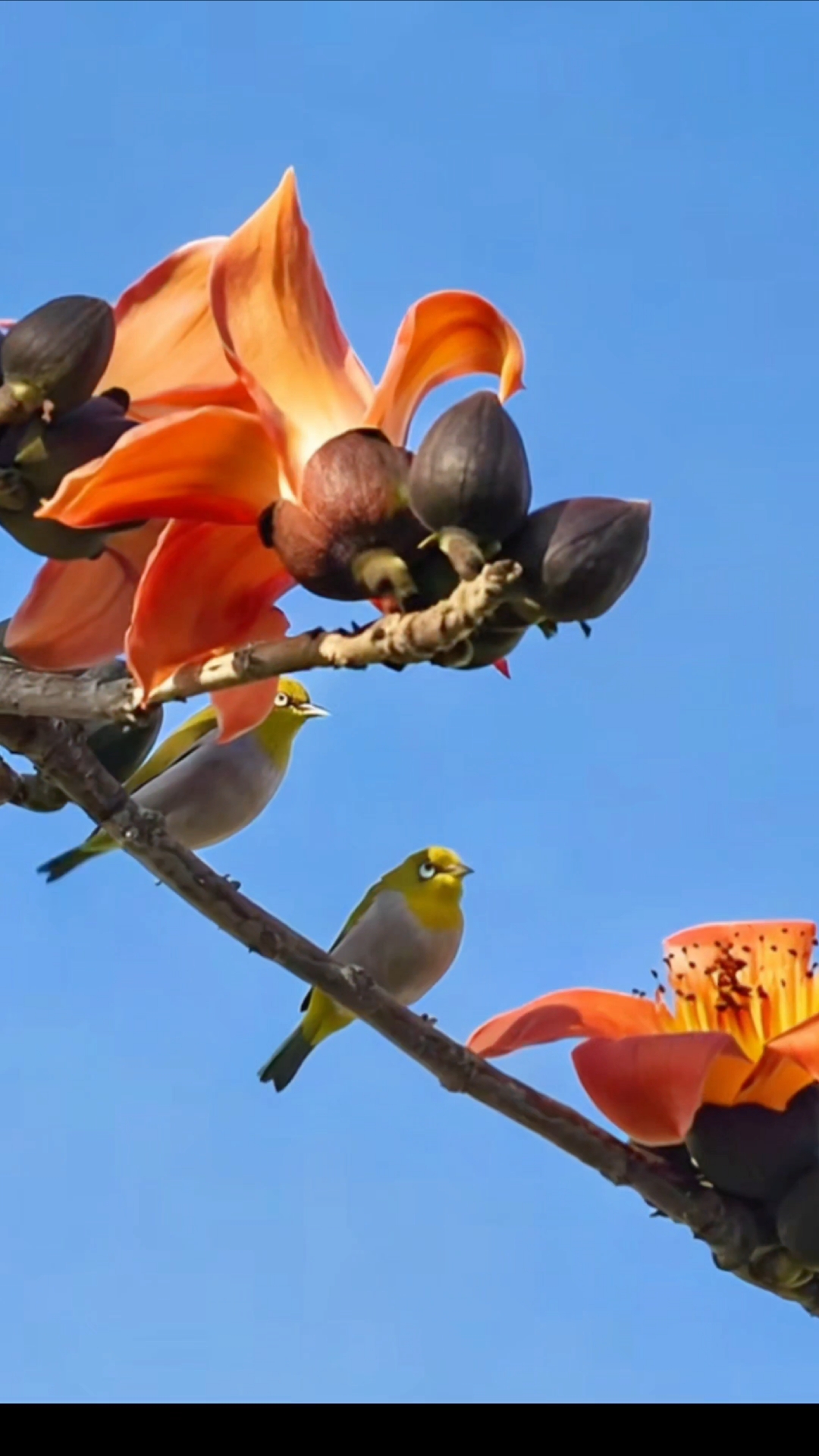 春天来了,仁和农贸市场两颗百年古攀枝花树在春天里焕发的青春