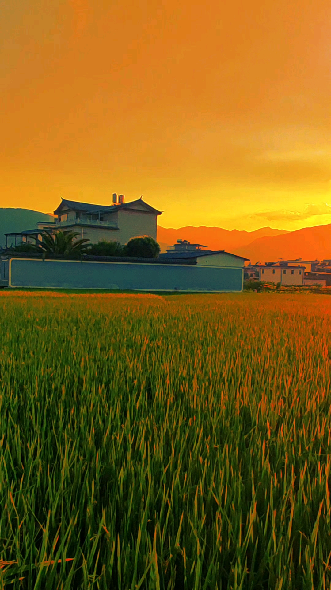 夕阳下的田野,就像一首诗,一幅画,静静地诉说着生命的意义