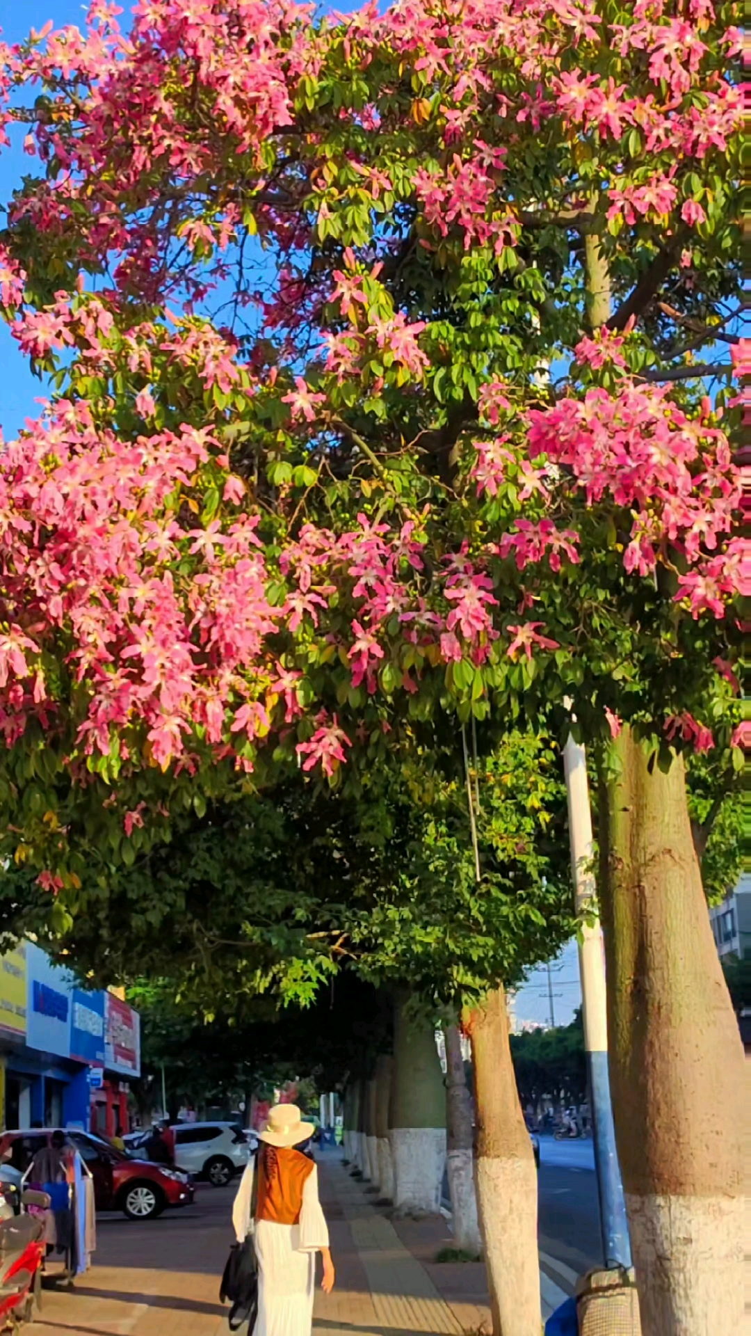 北方已经飘起了雪花,而我们四川小三亚攀枝花鲜花盛开