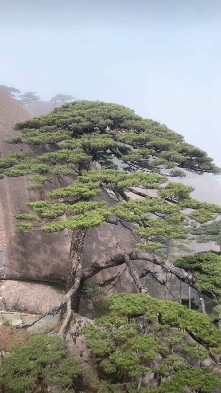 春天的迎客松旁云雾缭绕