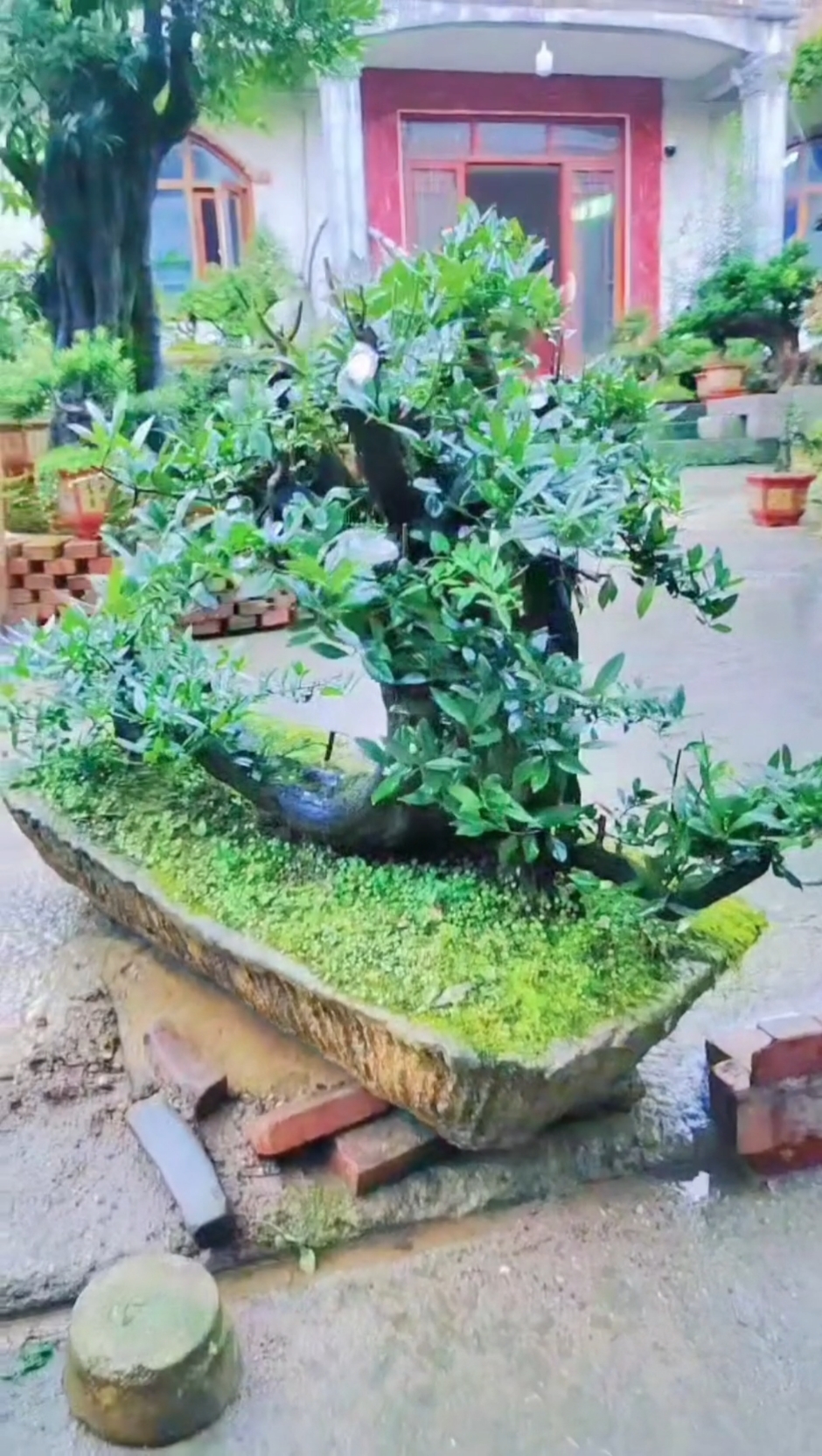 极品金弹子盆栽园艺