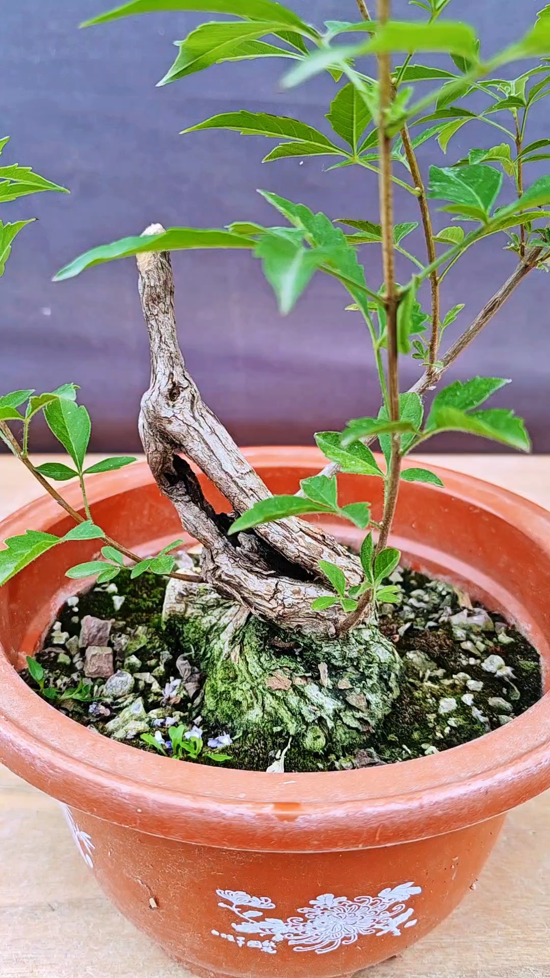 黄荆盆景素材造型树