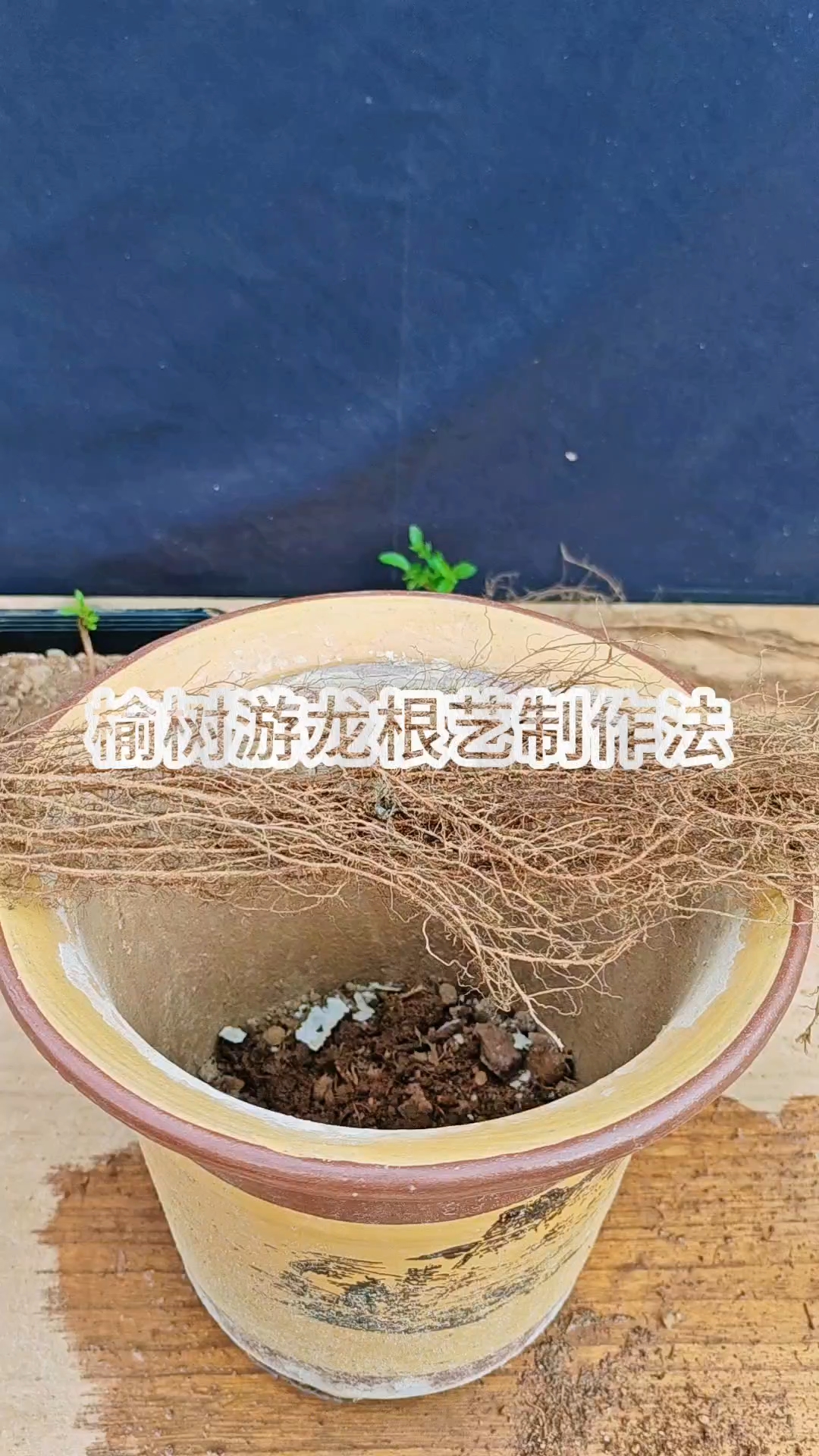 榆树游龙根艺制作技巧