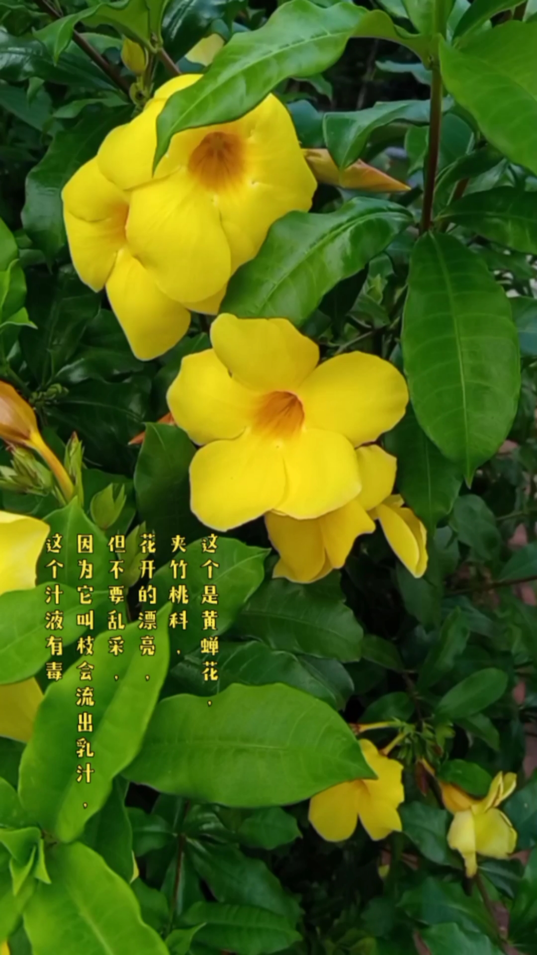 美丽芬香的黄蝉花开了