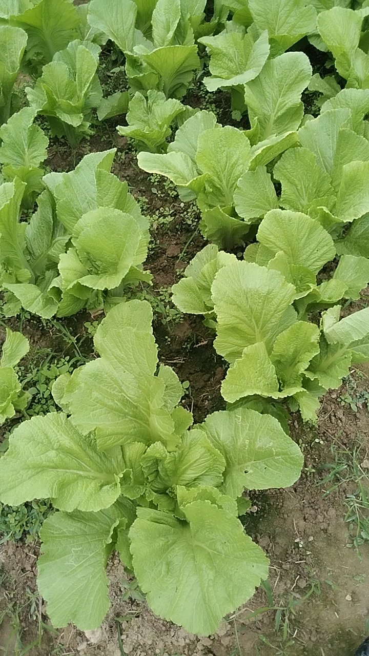 农村地里的芥菜