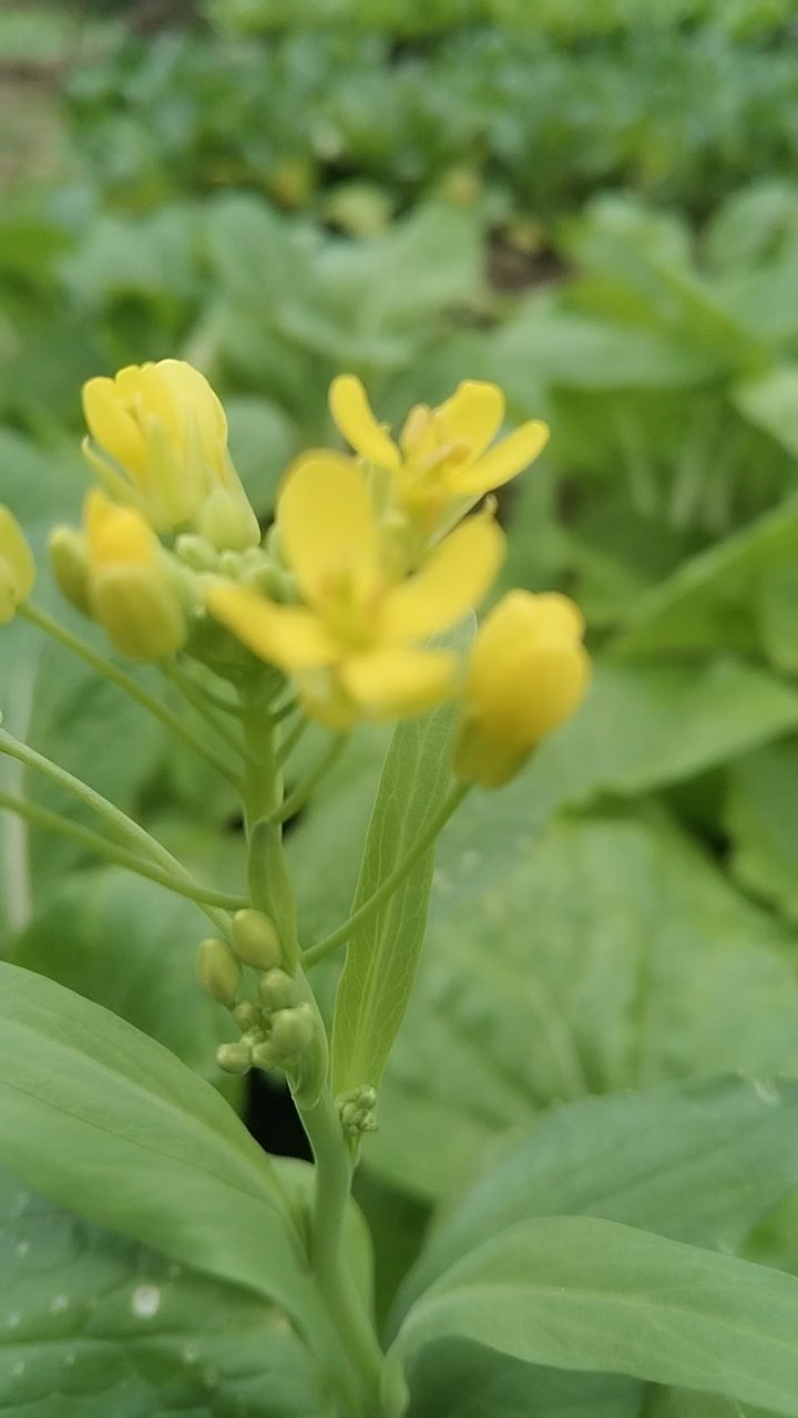 独特的菜花