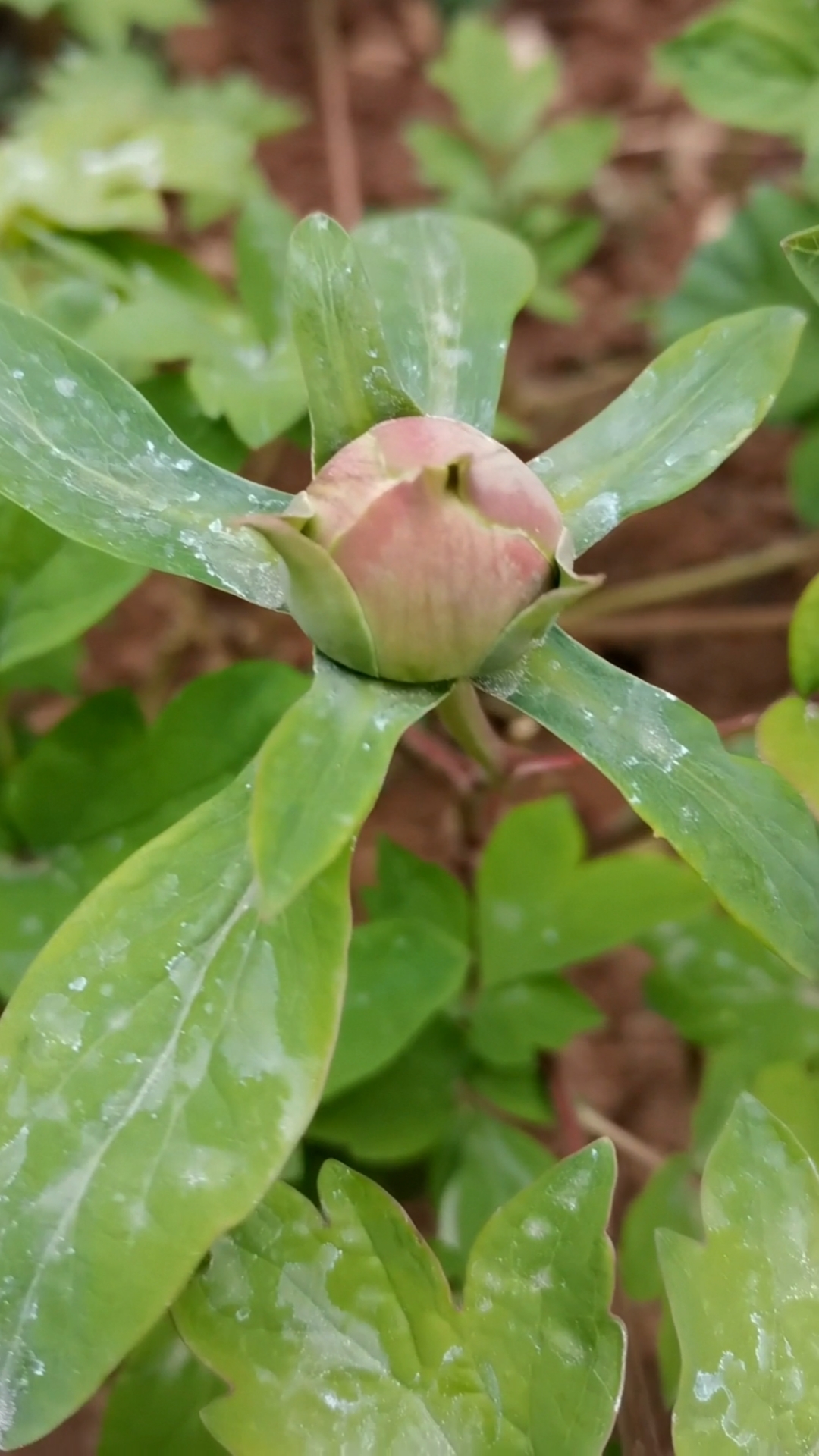 牡丹花苞长的好大