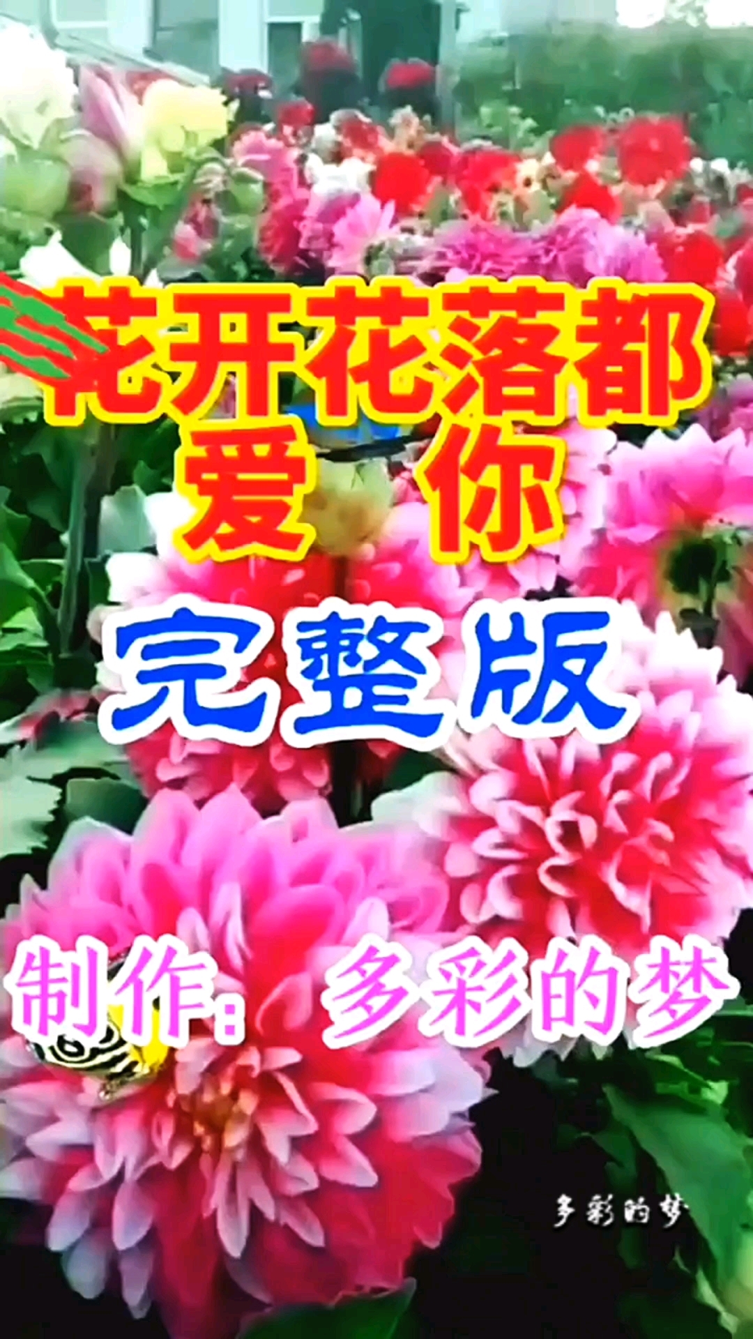 花的歌曲有哪些(关于海棠花的歌曲有哪些)