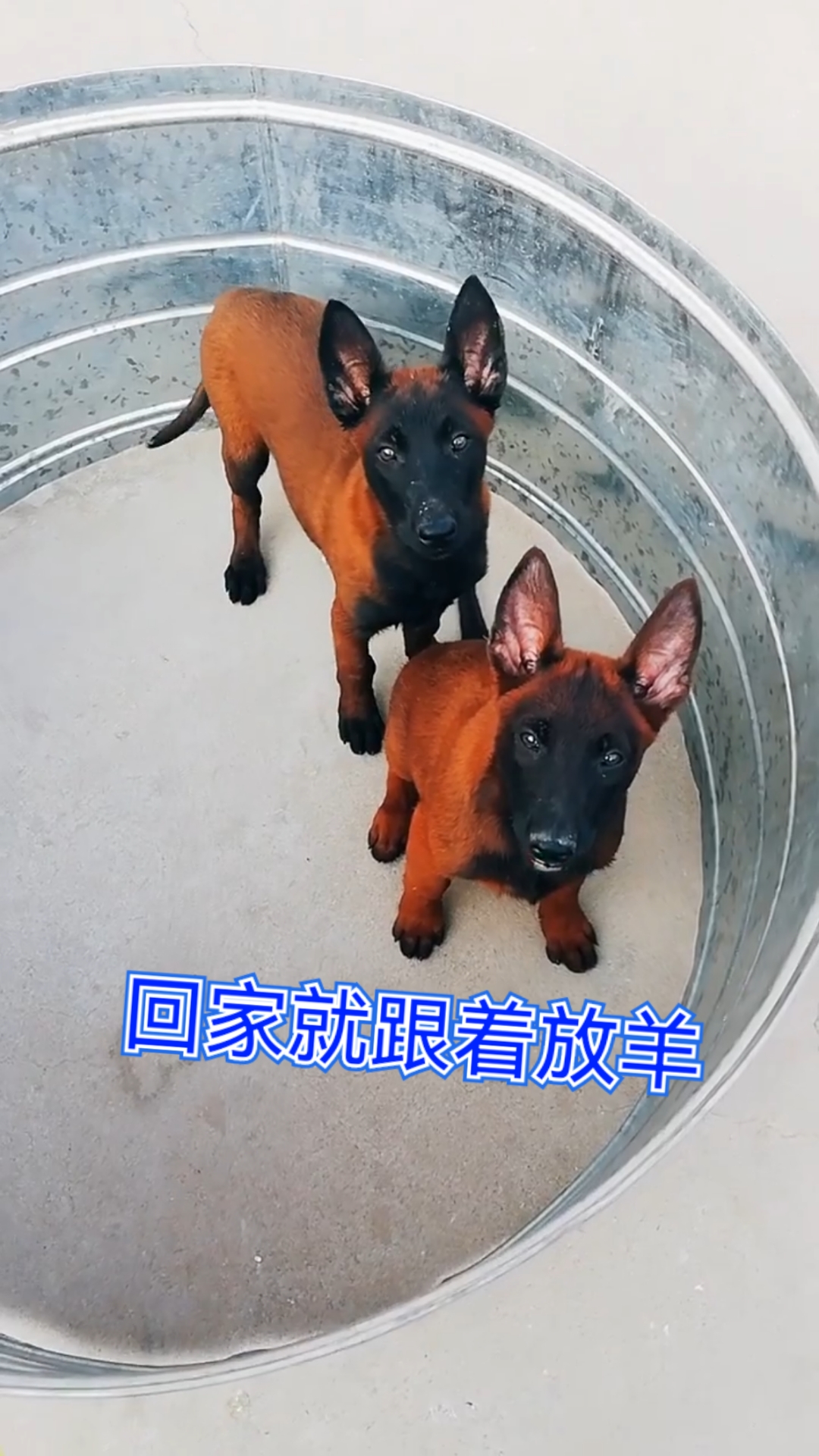 爆红马犬的来历图片