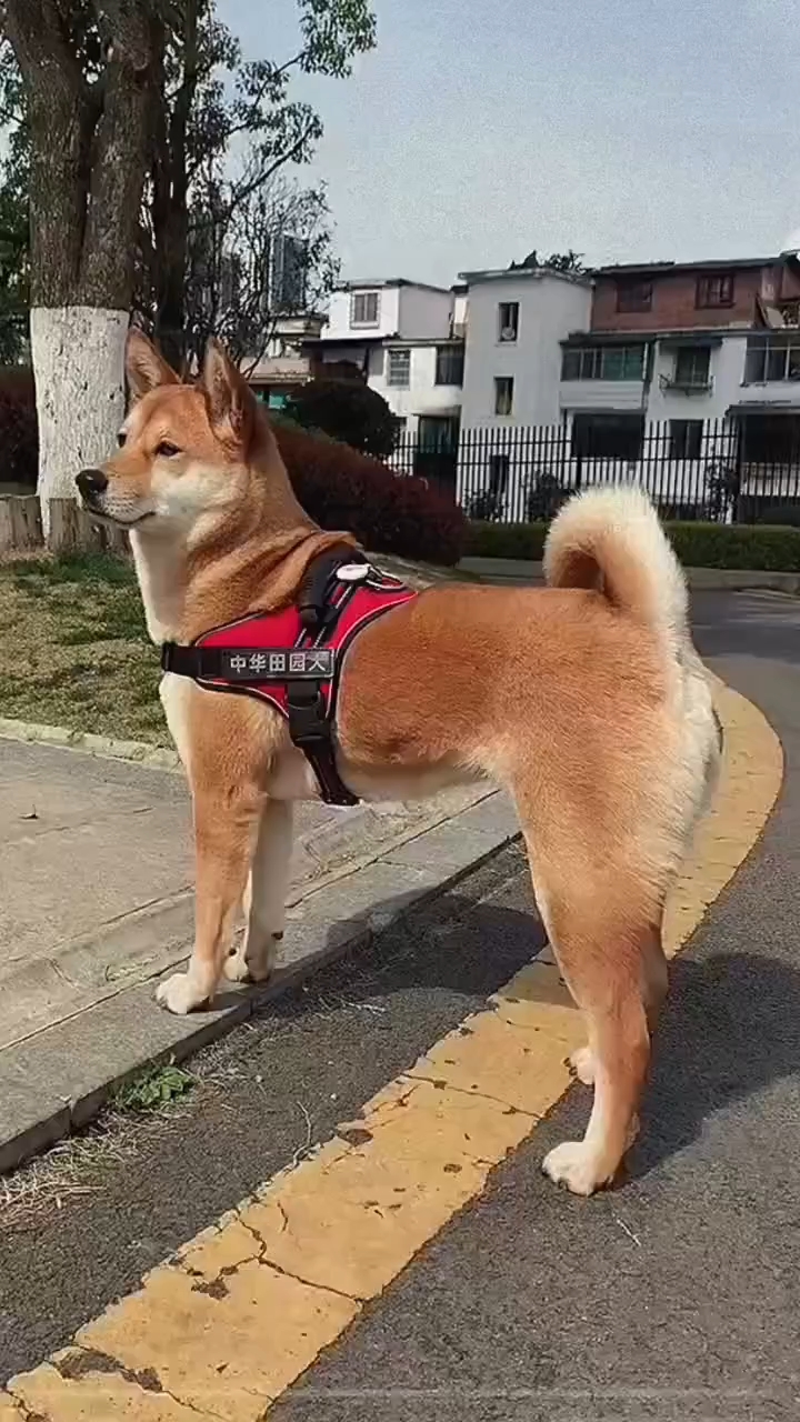 中华田园犬大黄不愧是最受欢迎的,黄狗白面金不换就是漂亮!