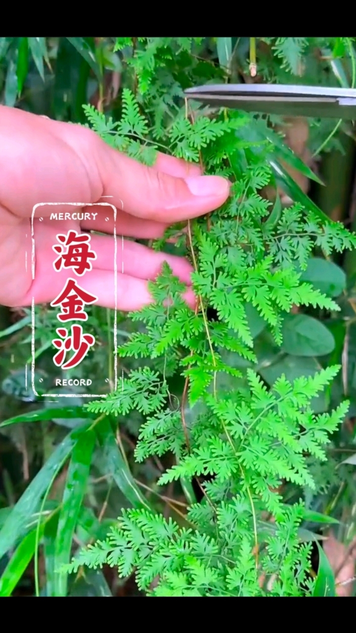 它是一种能产沙子的植物,被誉为石头的克星!#海金沙