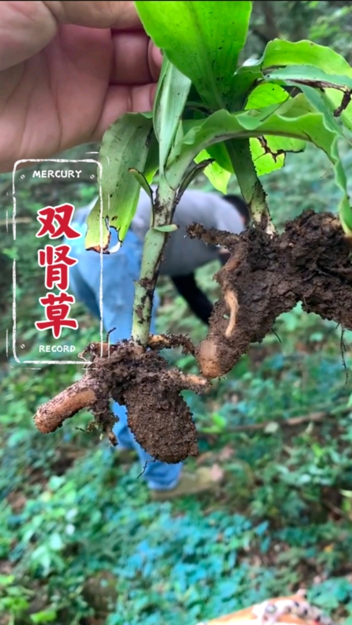 它就是天下男人喜爱的草,双肾草,也叫肾阳草