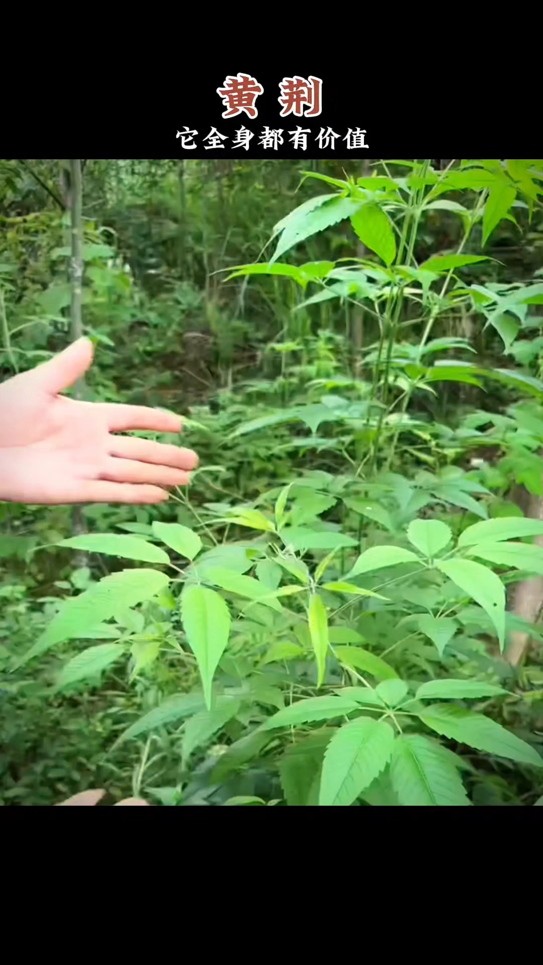 黄荆,又叫黄荆条,它是很多人小时候的噩梦!