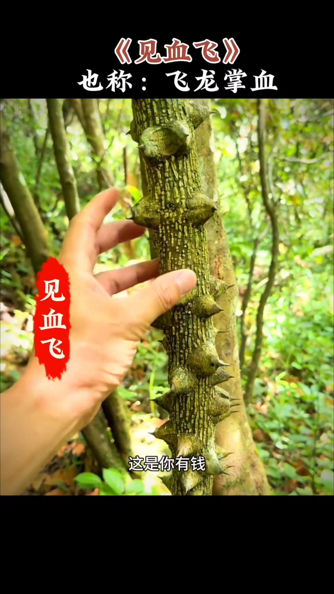 这是你有钱也不一定买到东西,它就是见血飞,也叫飞龙掌血!