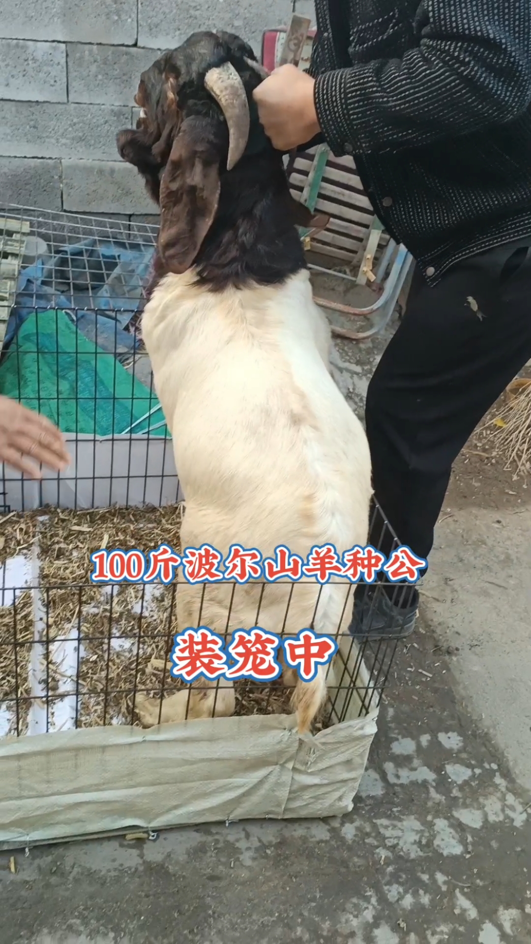 波尔山羊100斤大种公
