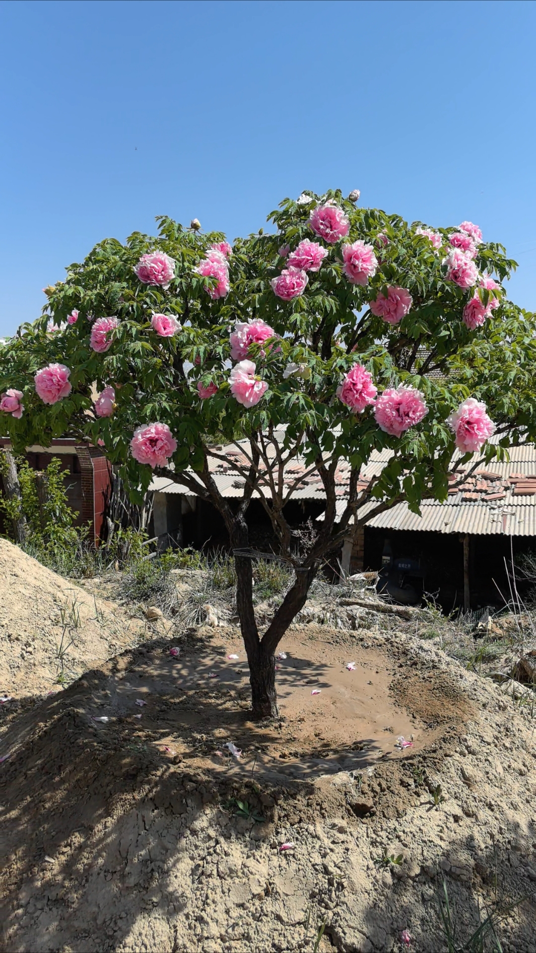 百年大牡丹树不仅是自然界的奇迹,也是文化与历史的象征
