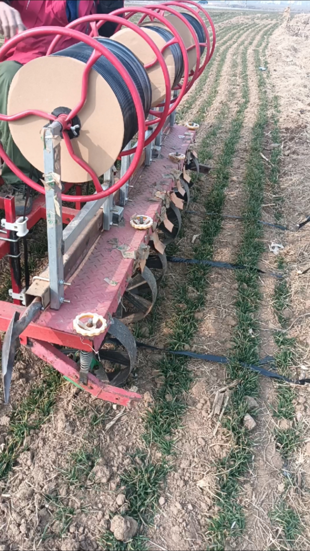 麦田铺设滴灌带
