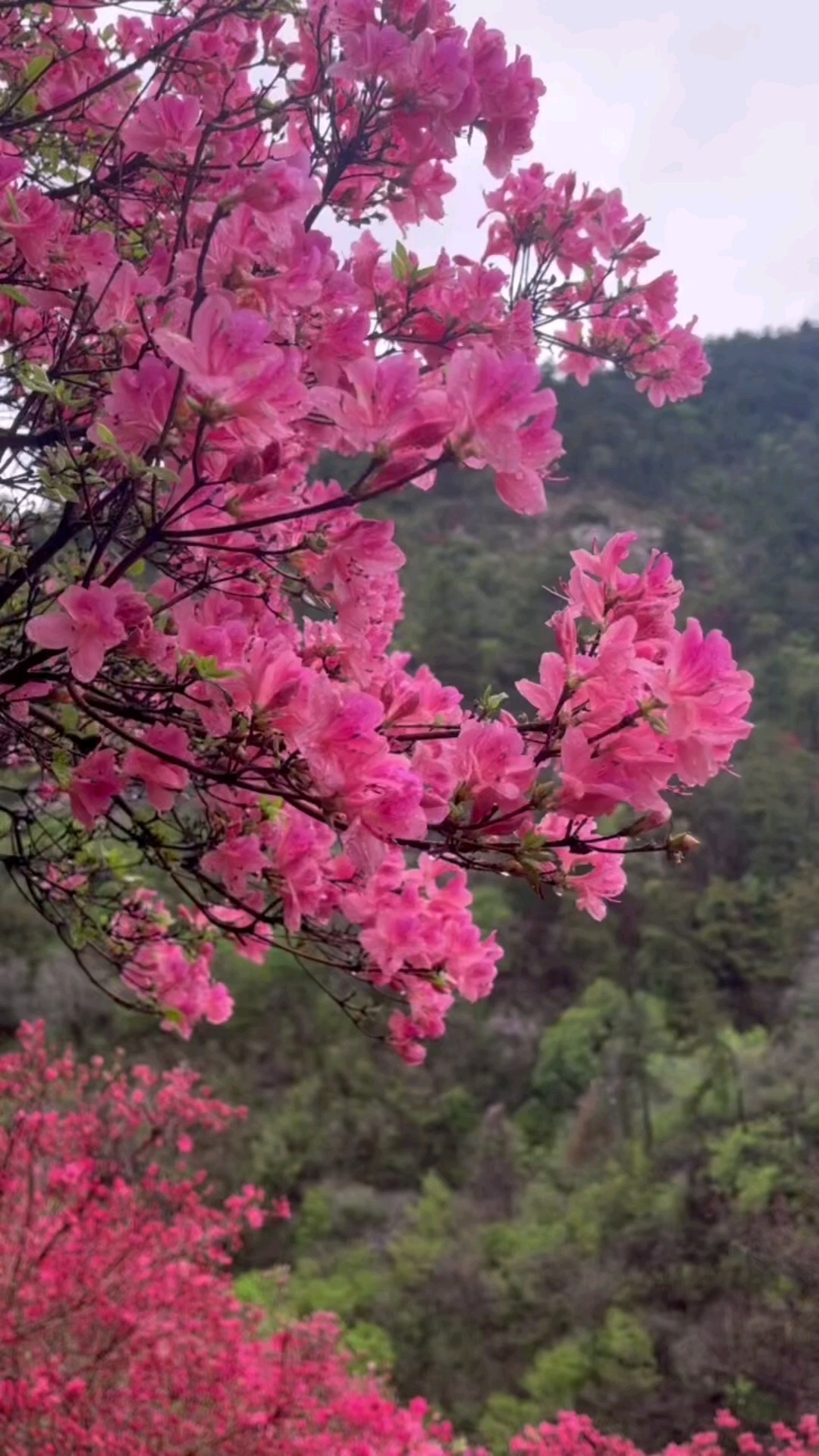 1080_1920竖版 竖屏