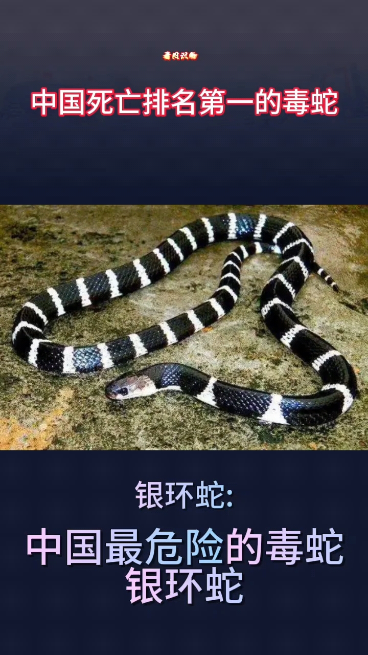 中国死亡排行第一的毒蛇