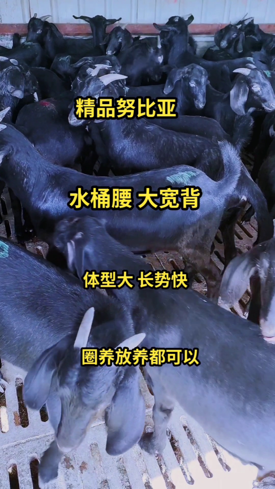 精品努比亚黑山羊